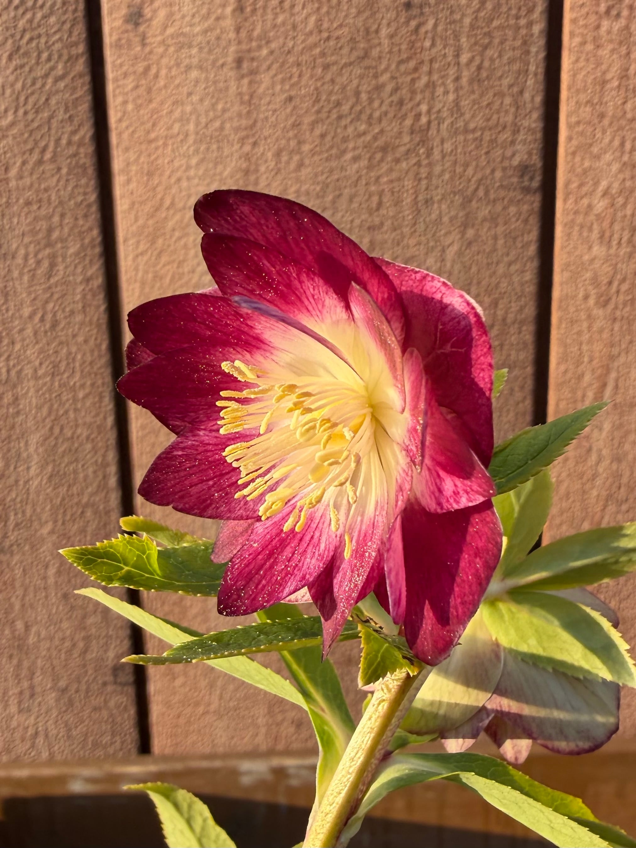 キラメキ☆底抜けレッドゴールドリバーシブル紅白系 加藤農園