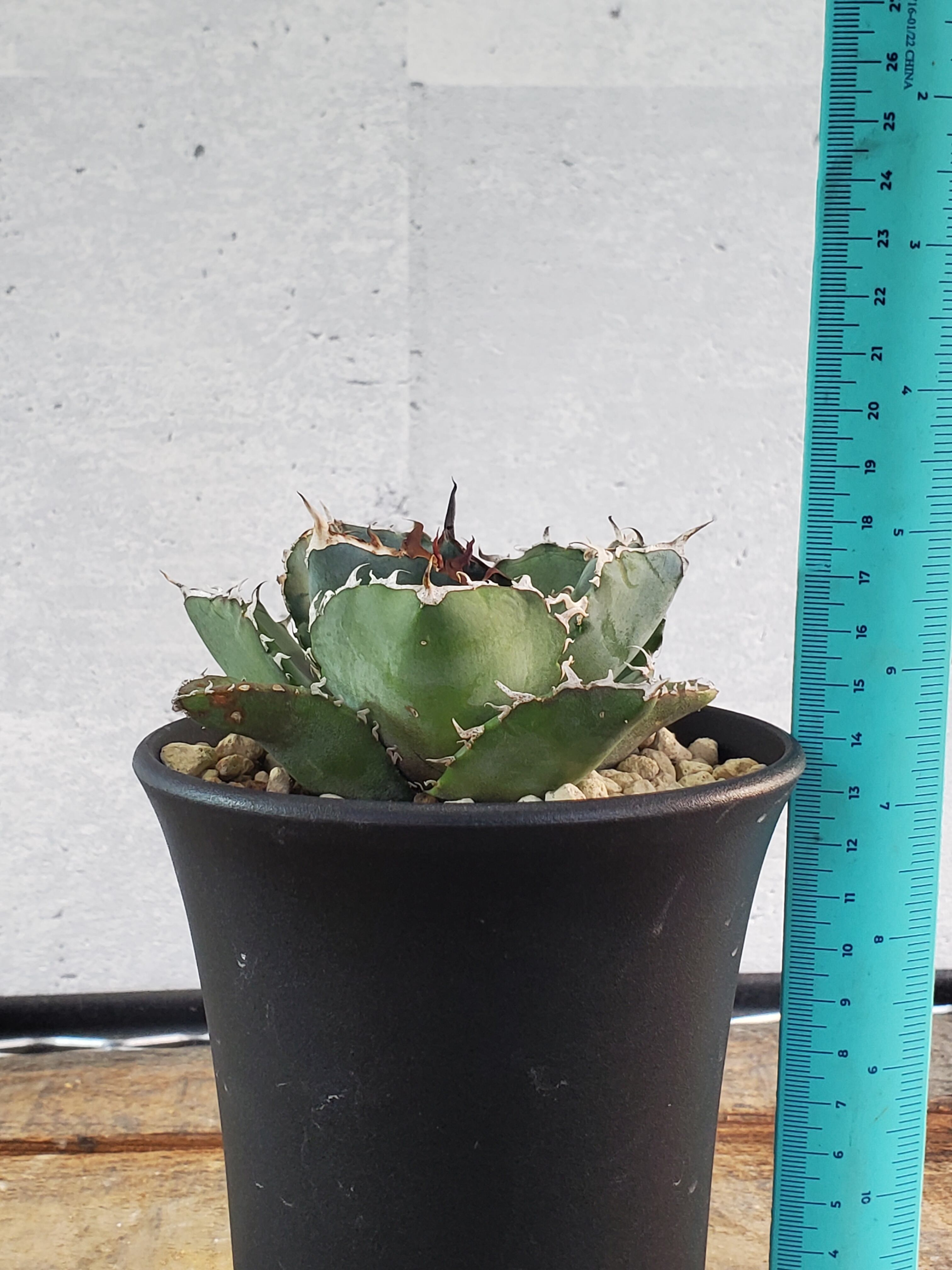 アガベ agave チタノタ オテロイ 白鯨 | Pay ID