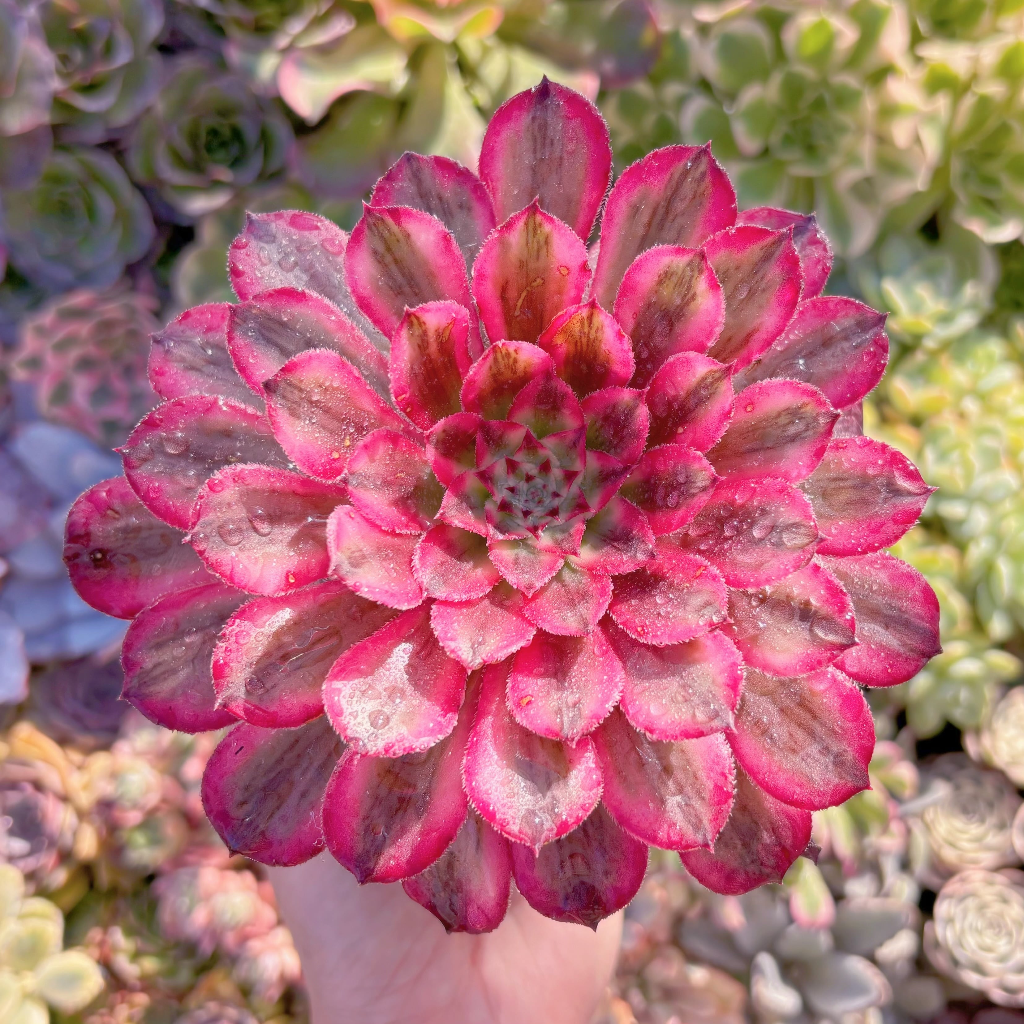 現品　白月光#F240　大苗　るる農園