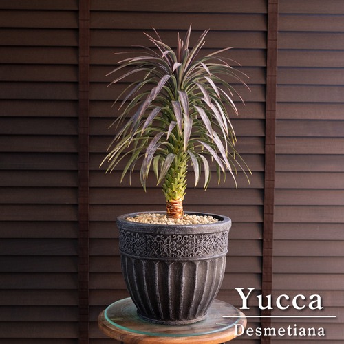 ユッカ デスメティアーナ Yucca Desmetiana 7号 陶器鉢 0219NV