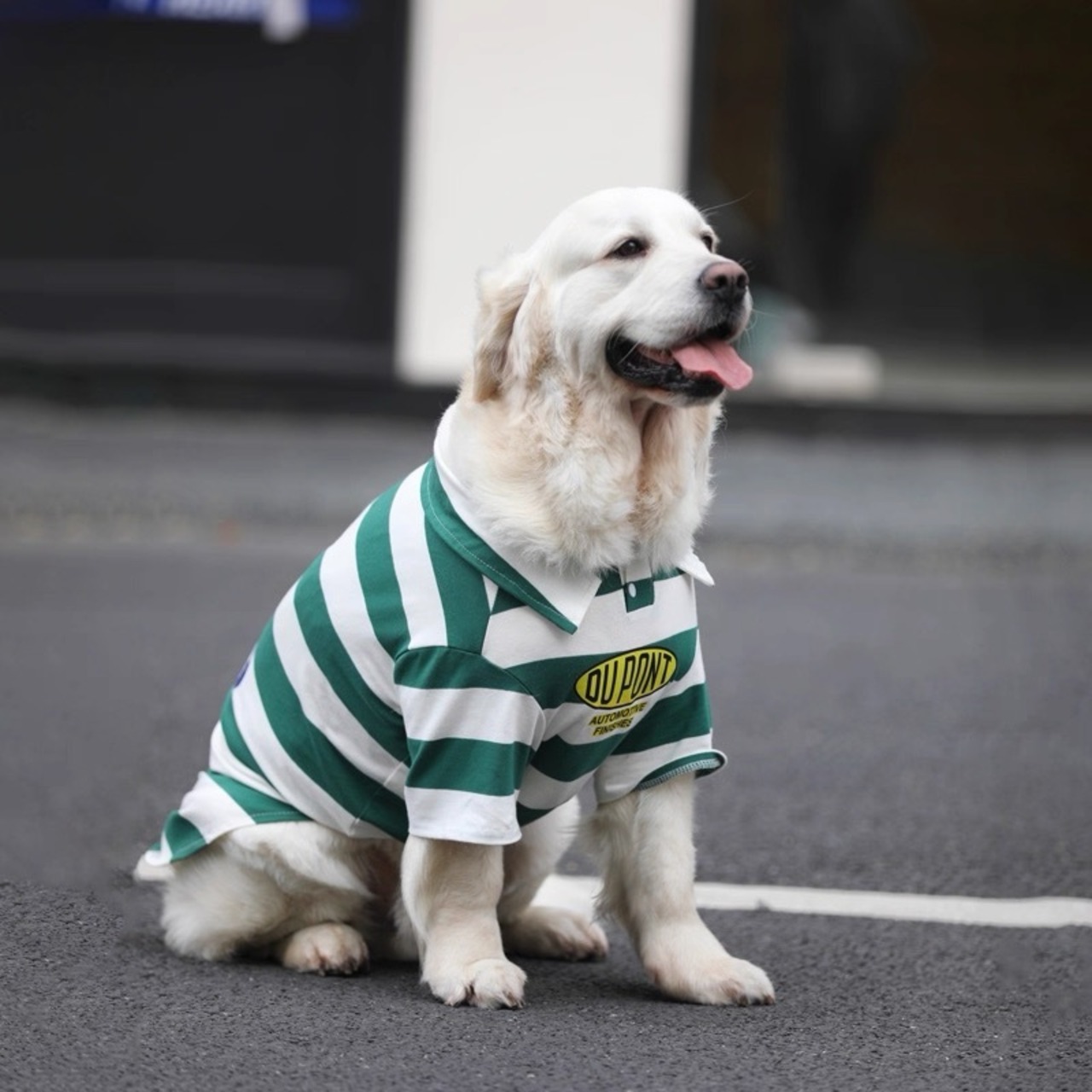 大型犬用 夏服 ボーダーポロシャツ  薄手ドッグウェア