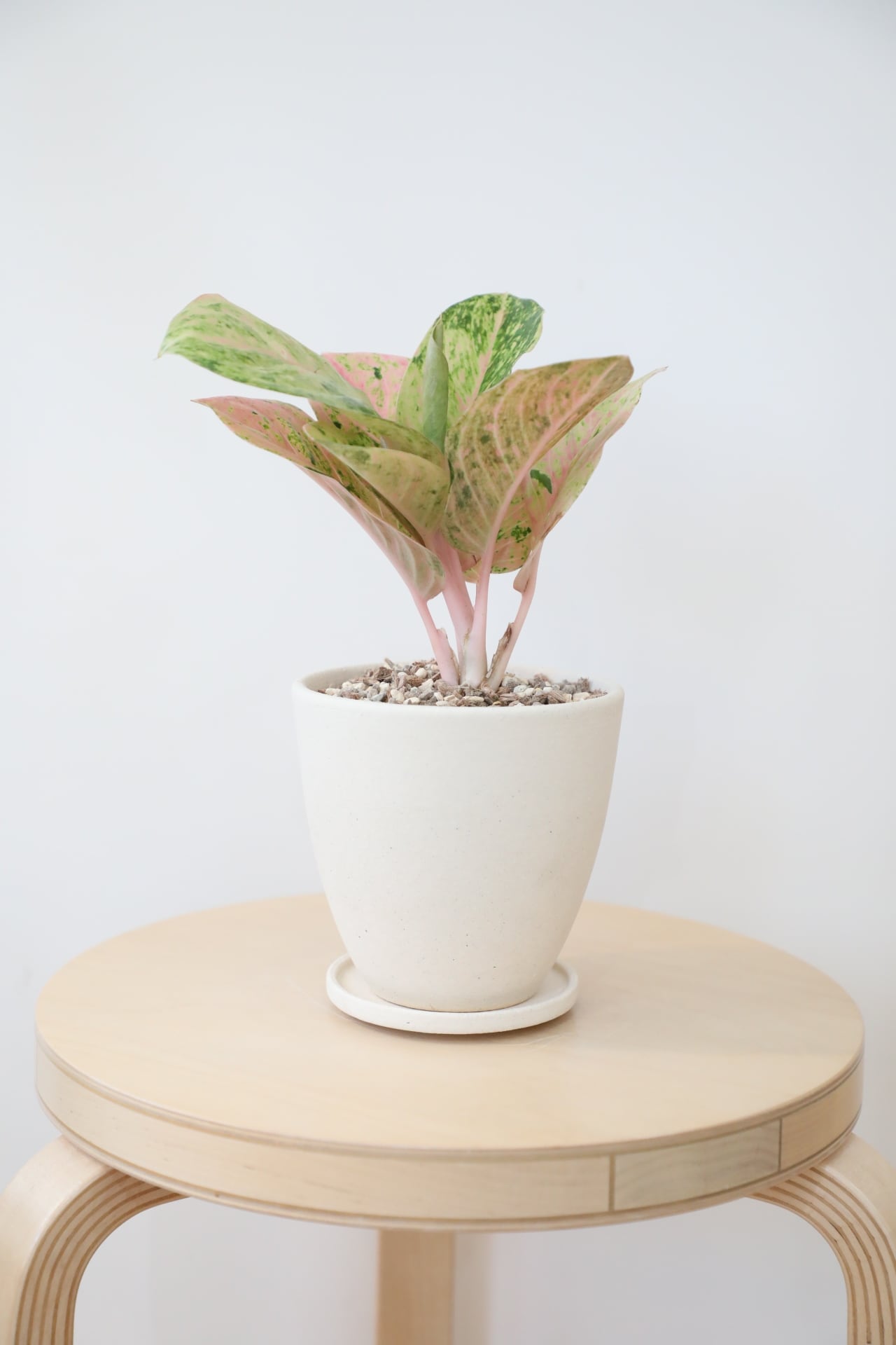 M】アグラオネマ ピンクイメリタス/Aglaonema | 【厳選植物・器