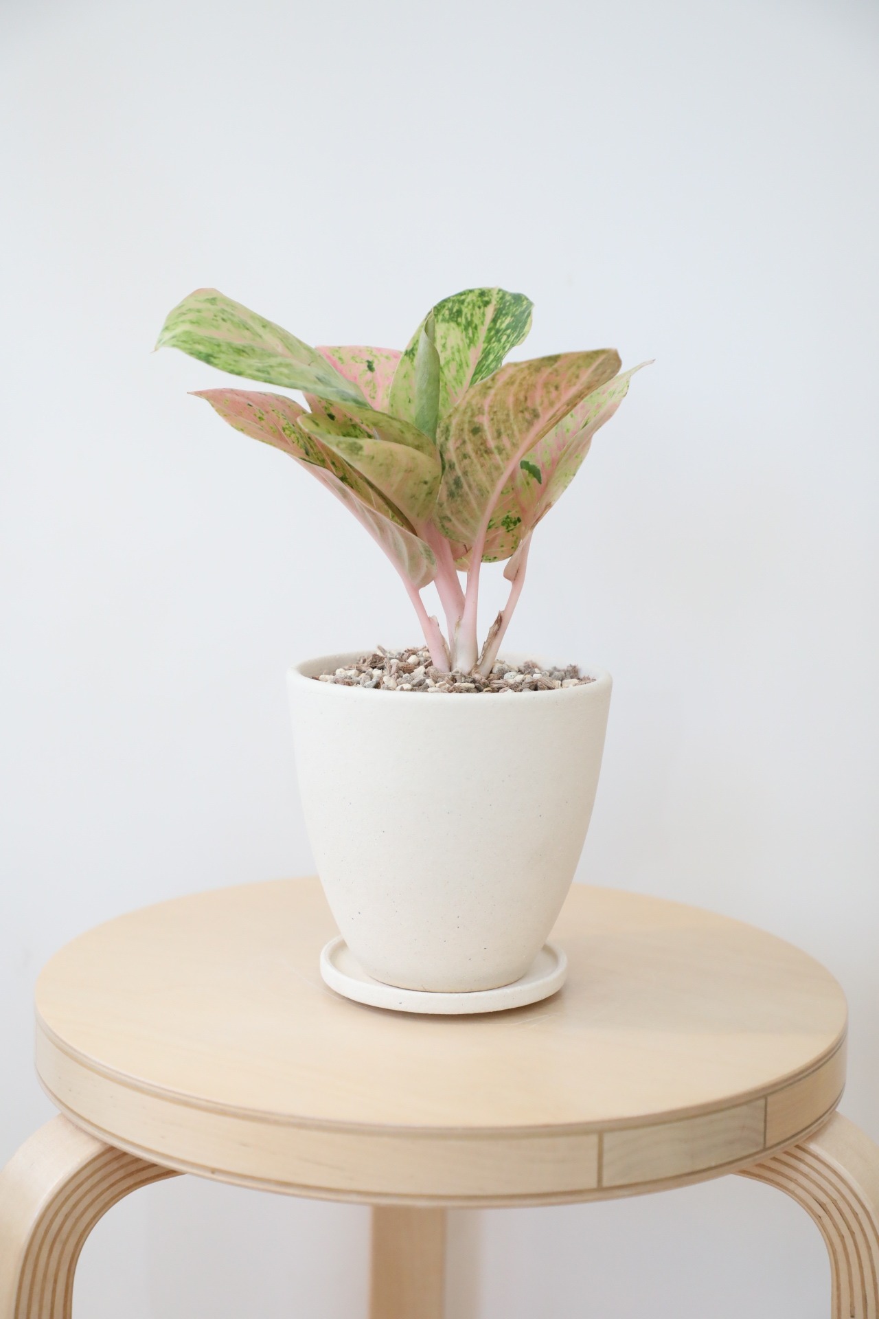 【M】アグラオネマ ピンクイメリタス/Aglaonema