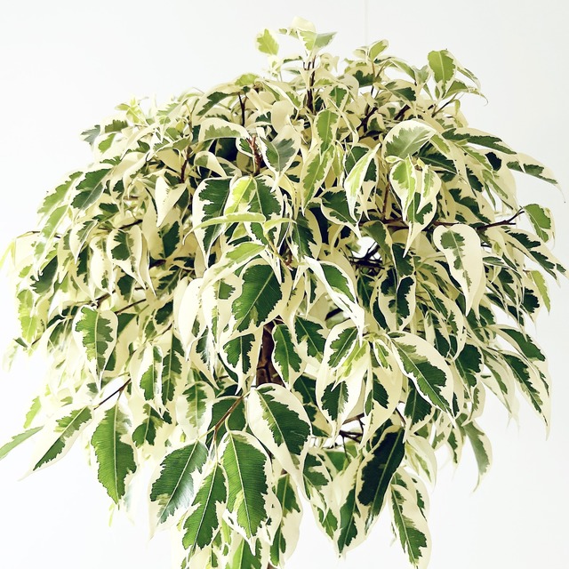 《現品発送》ベンジャミン スターライト ビューティークイーン ねじり 観葉植物 calm cafe