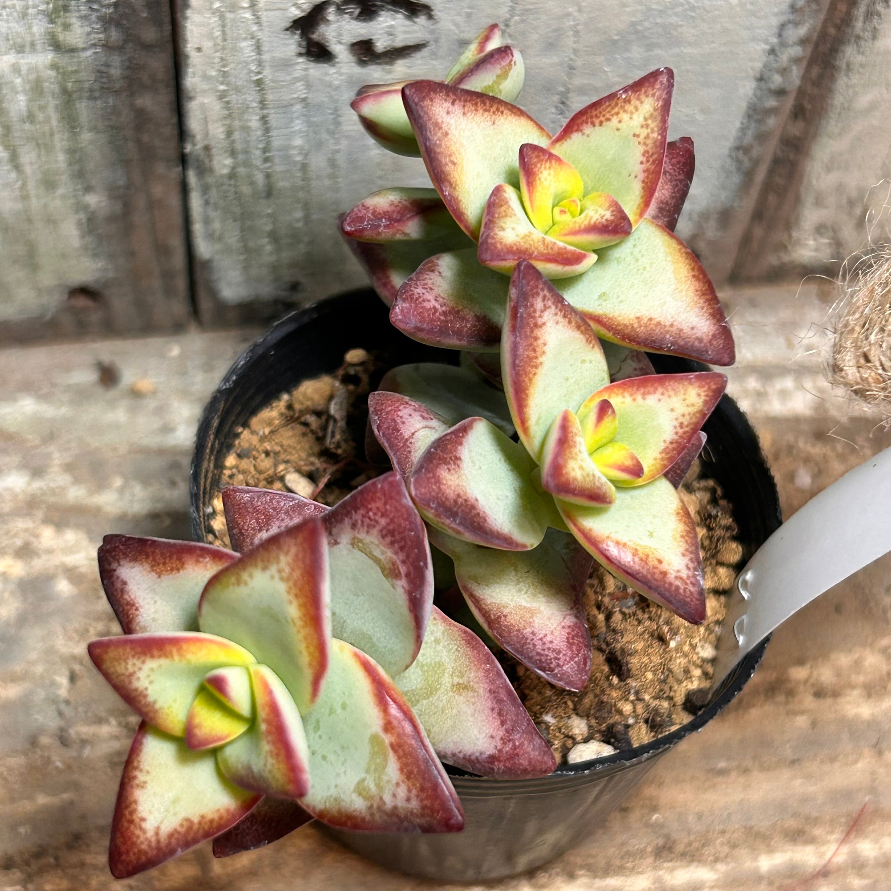 ティンカーベル | RuPo 多肉植物専門店