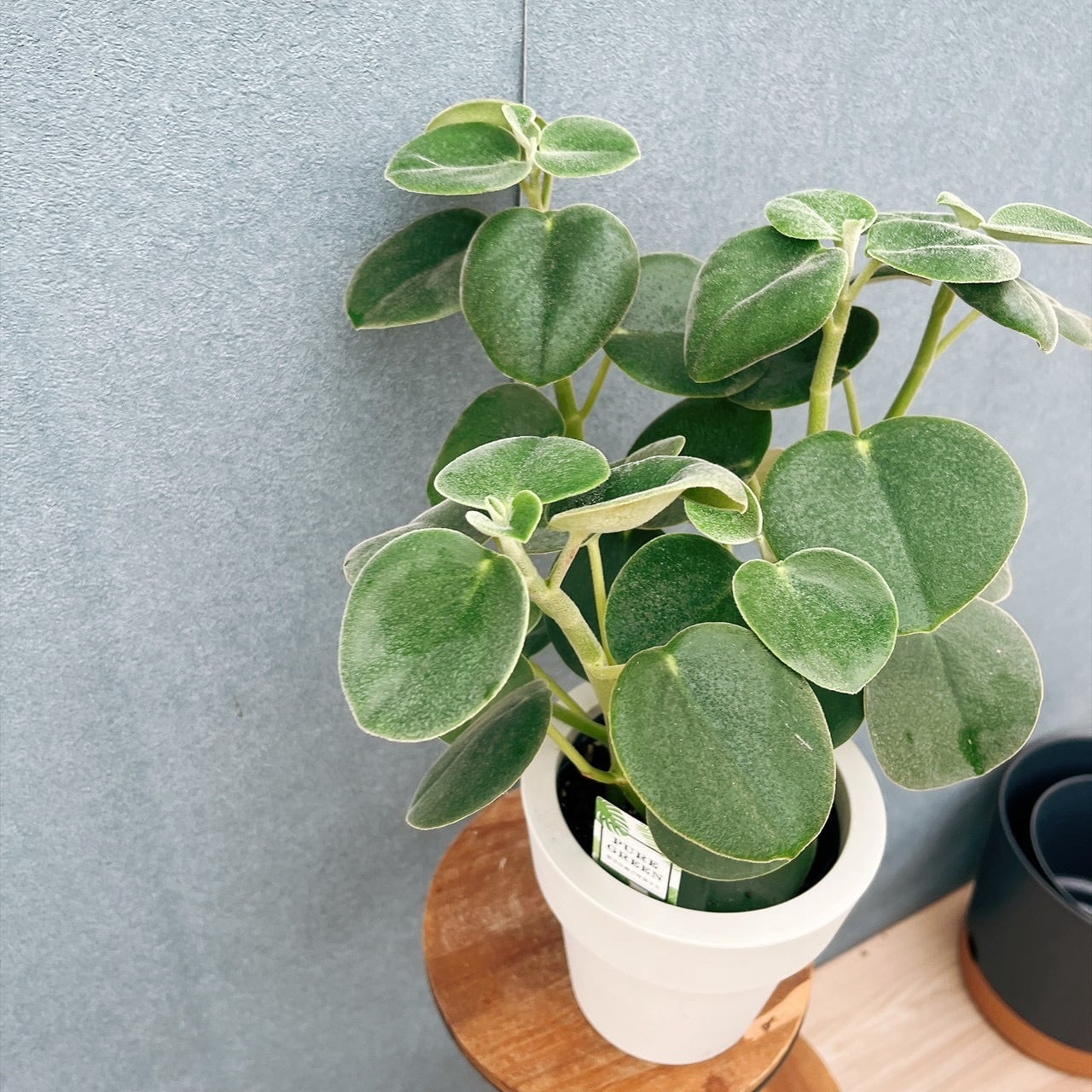 現品］【希少】♡かわいい♡ NO ペペロミア ホバリア 5号 観葉植物