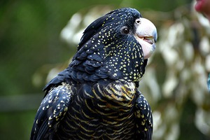 アカオクロオウム / Red-tailed Black Cockatoo