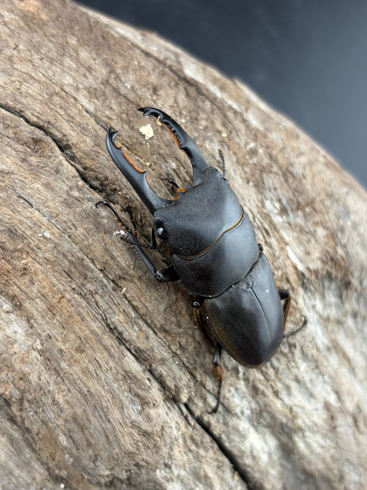 【WF４】《タウルスヒラタ カリマンタン島産　53mm ペア》セルヴォラン氏委託個体