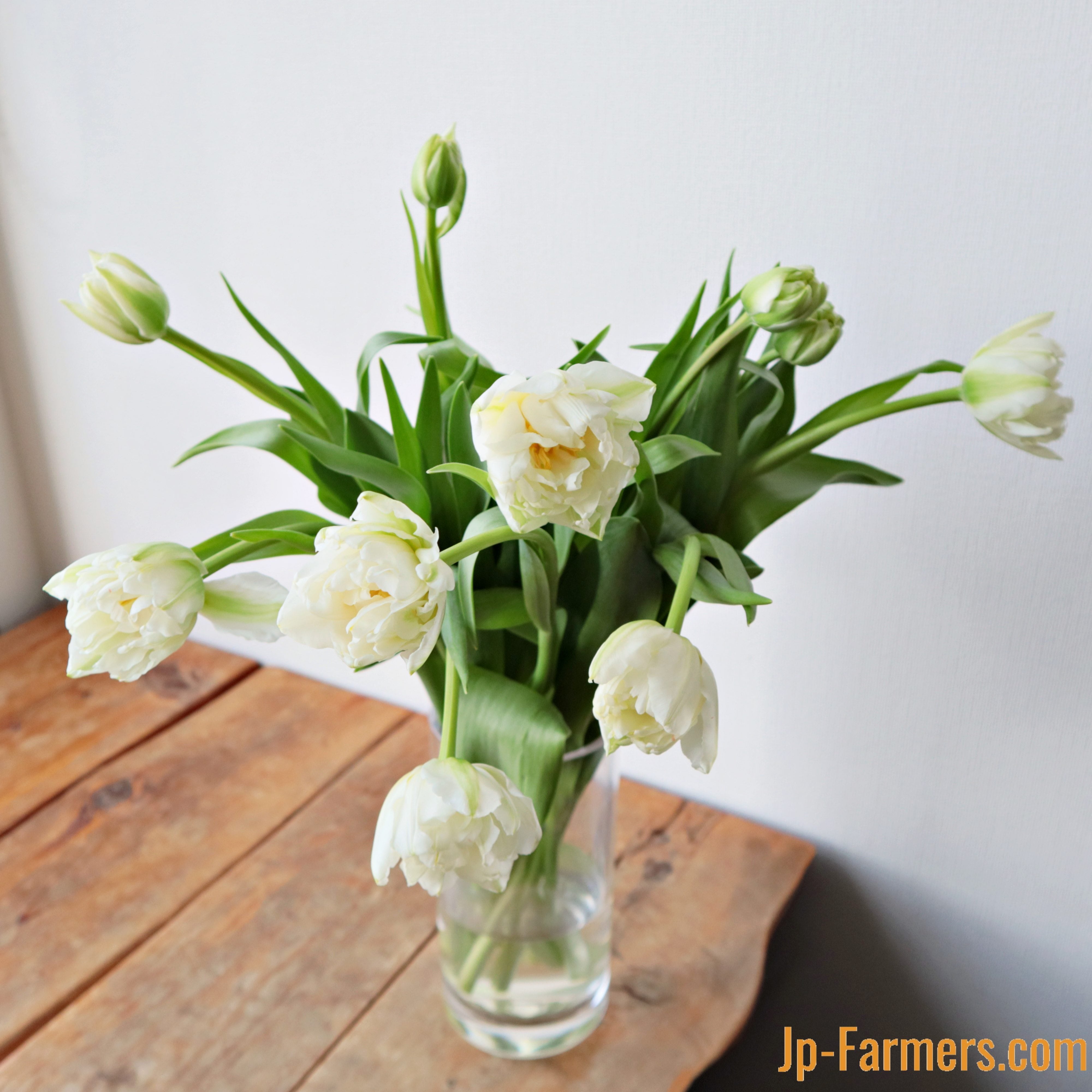 チューリップフェア】八重咲きチューリップ 白『ノースキャップ』 10本