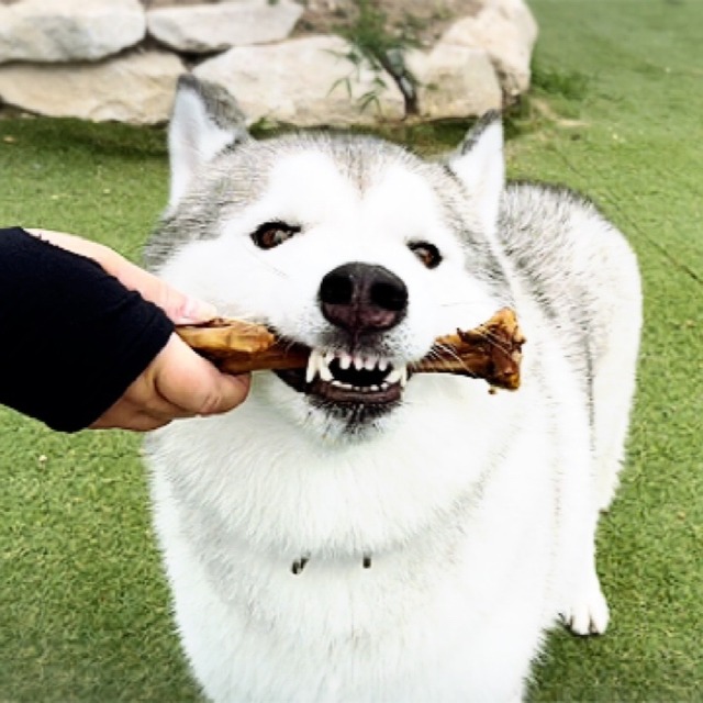 天然いのししの燻製 スモーク 骨ガム 大型犬向け わんこin食堂