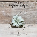 【送料無料】キセログラフィカ mini〔エアプランツ〕現品発送T0990