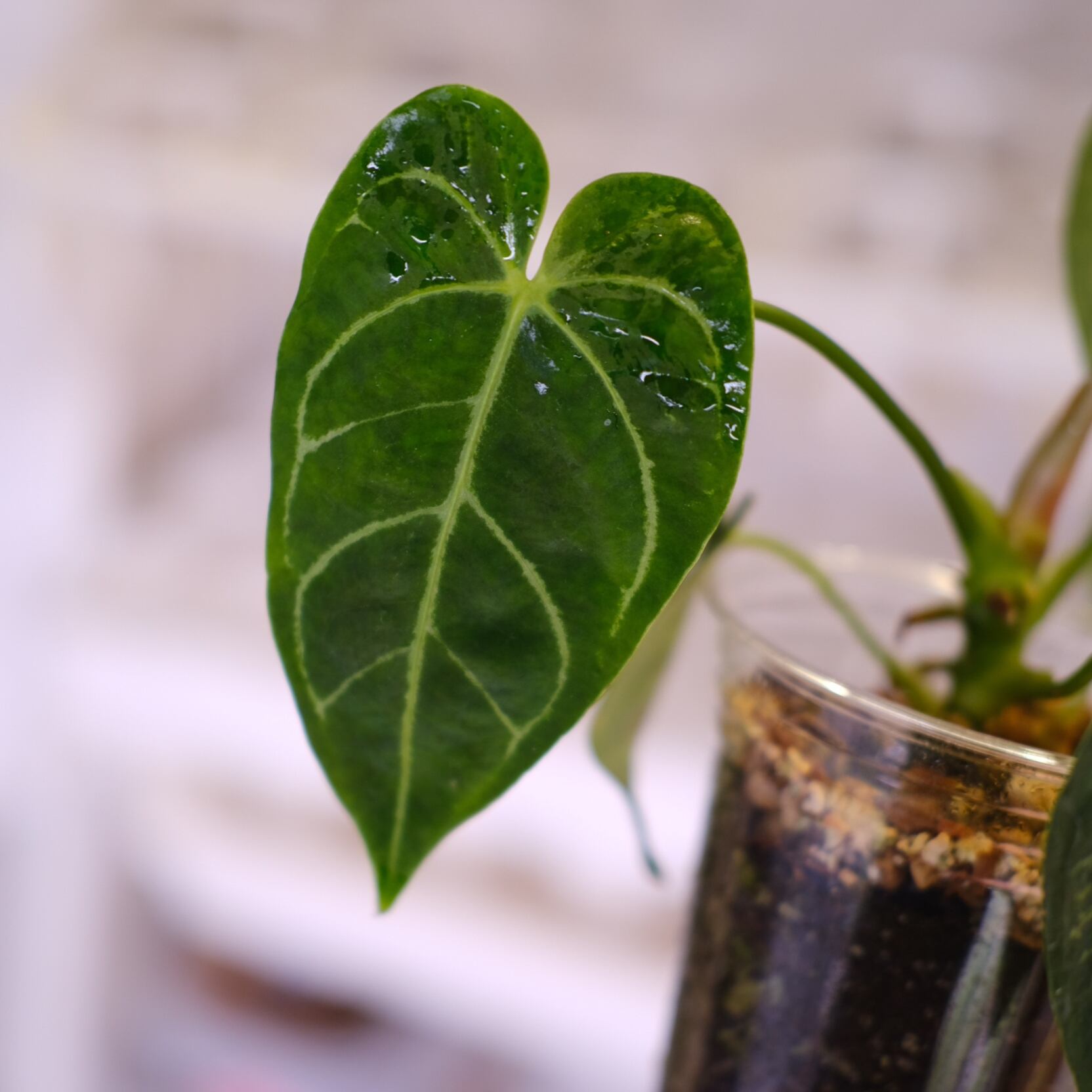 アンスリウム・レガレ│Anthurium Regale㉔│観葉植物 | tokyoplants