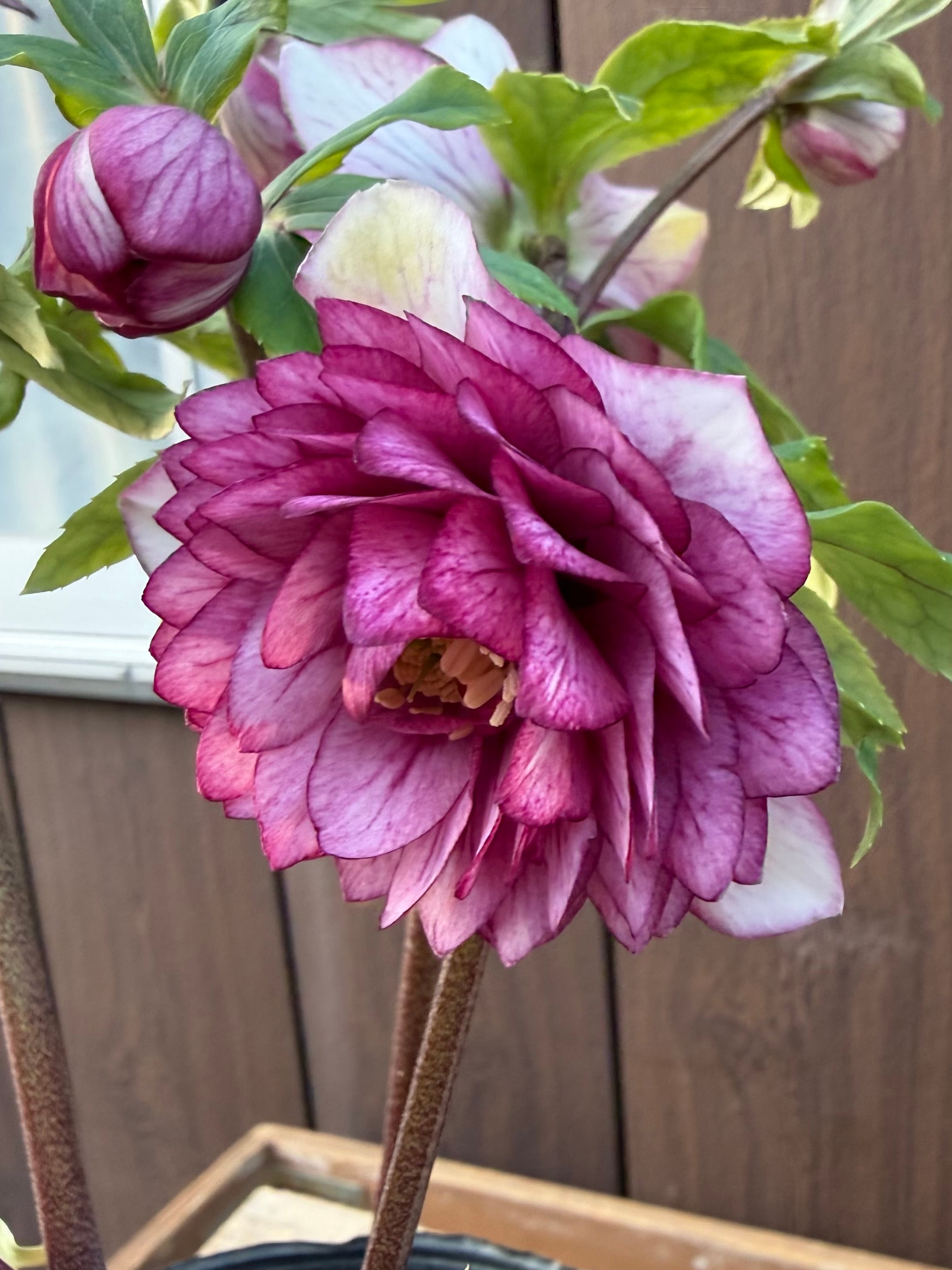 アフロディーテプリマヴェーラ 加藤農園 クリスマスローズ【Ka107