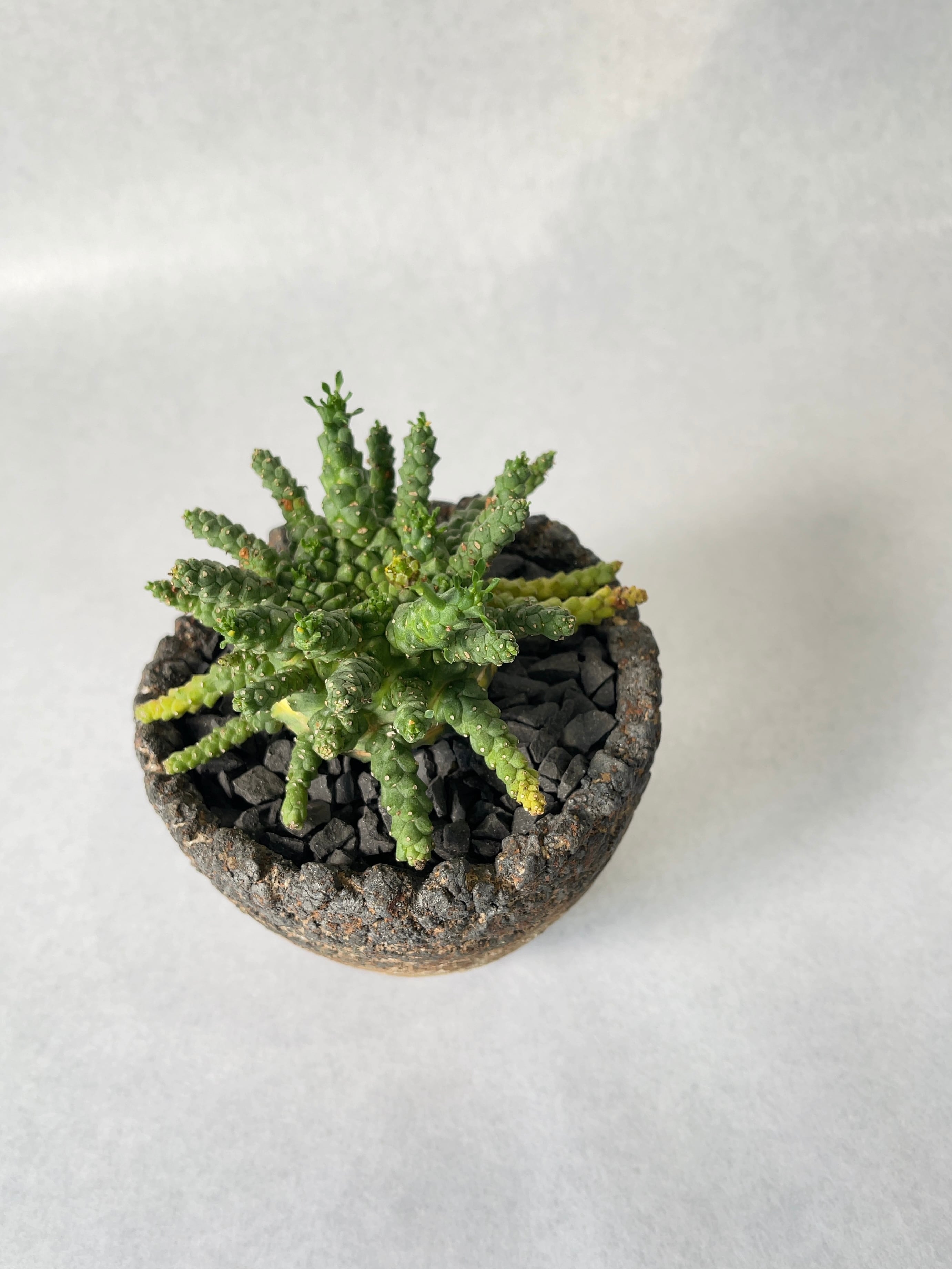 ユーフォルビア・ゴルゴニス | trigger