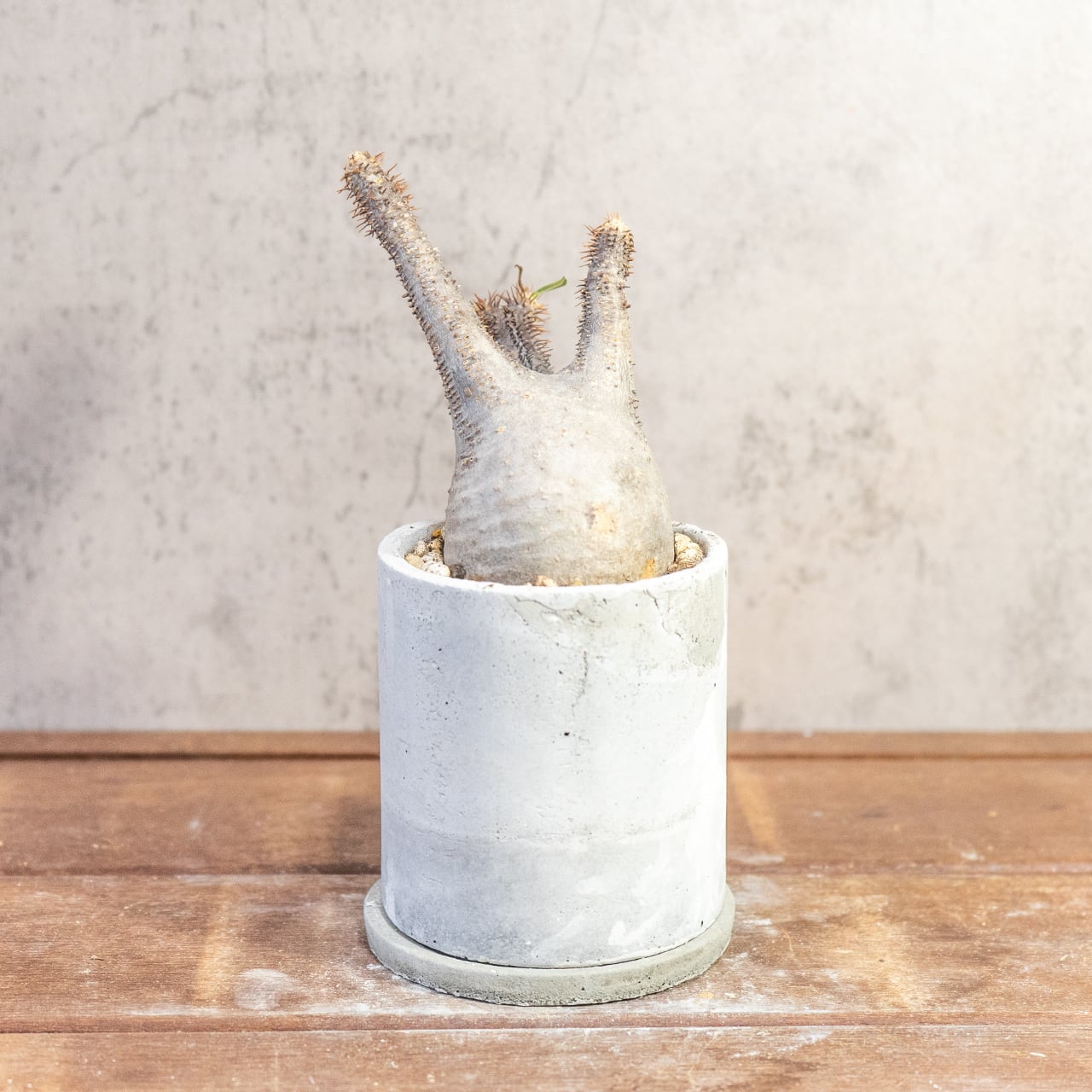 乾きやすい用土で健康に育てるパキポディウム・グラキリス。胴回り20cmのミニサイズを、質感豊かな手作りモルタル鉢と共に|虫発生抑制