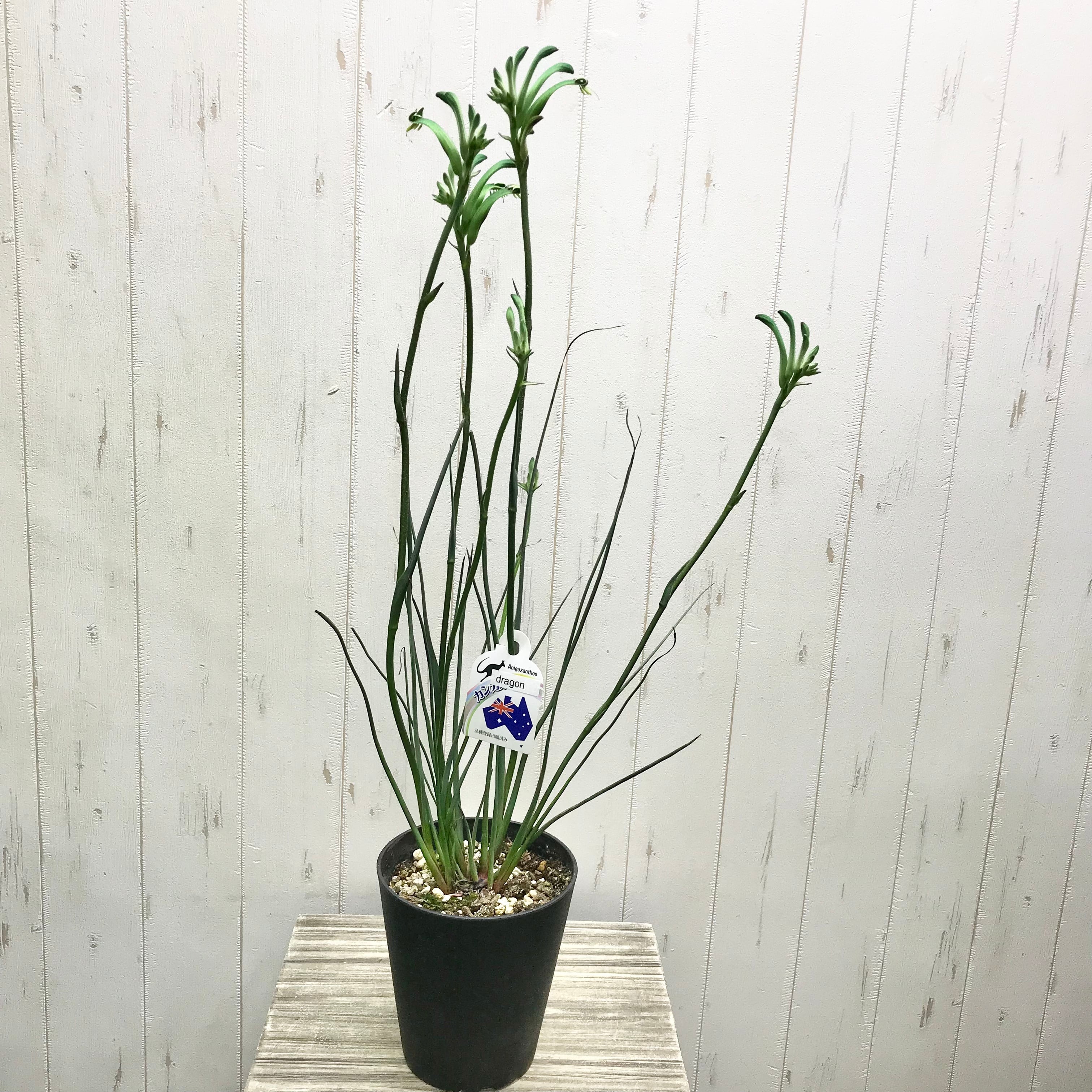 珍色♡ 希少 オージープランツ Anigozanthos カンガルーポー ドラゴン