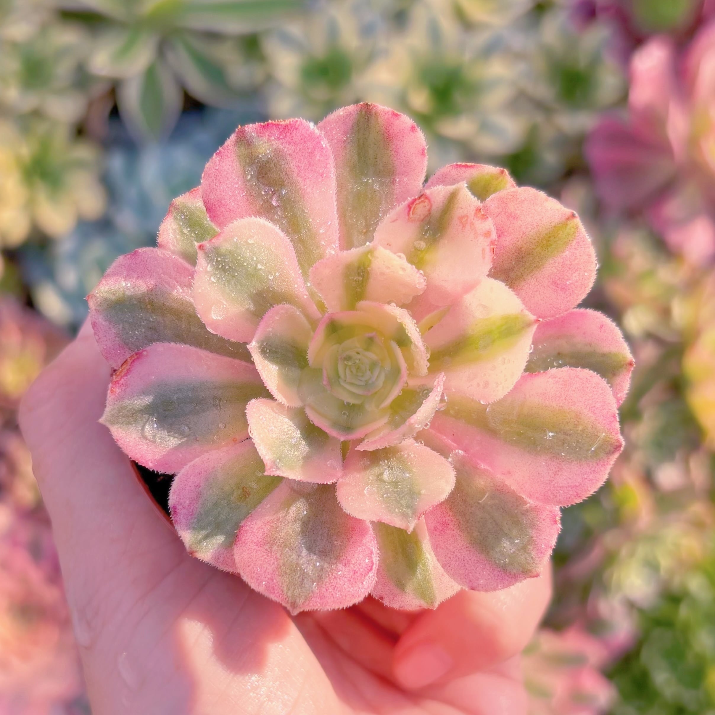 現品　ライチ#748　るる農園