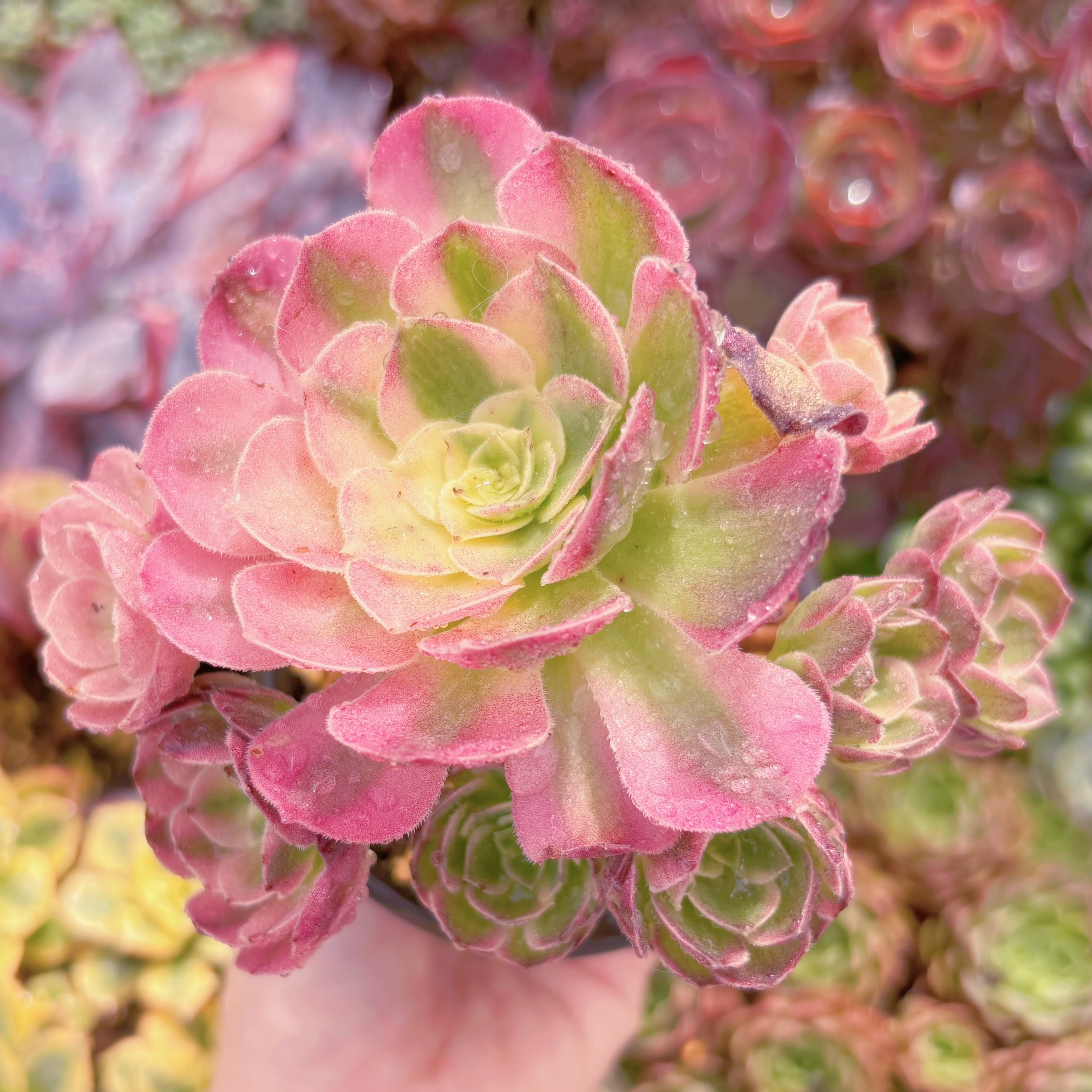 現品　玉姿#B14　群生　るる農園