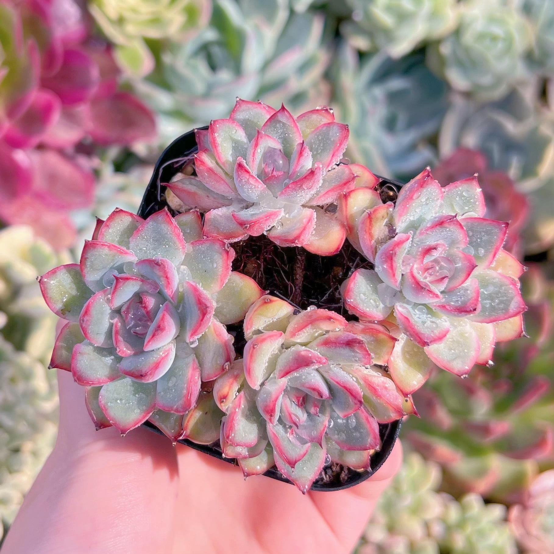 現品　ウォーターリリー#F210　るる農園