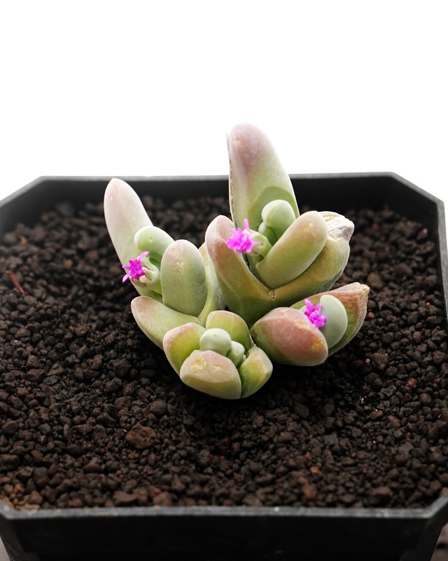 カット苗 ギバエウム 青珠子玉 Gibbaeum geminum