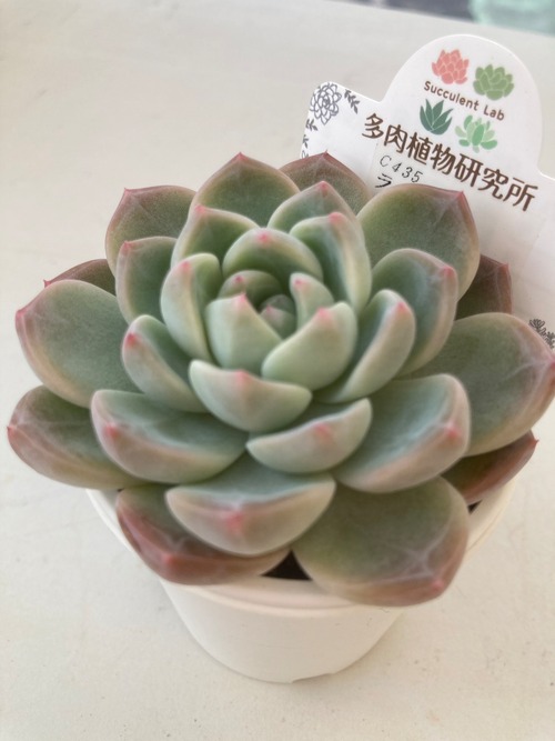 【現物商品】ラコロ x アルビカンス