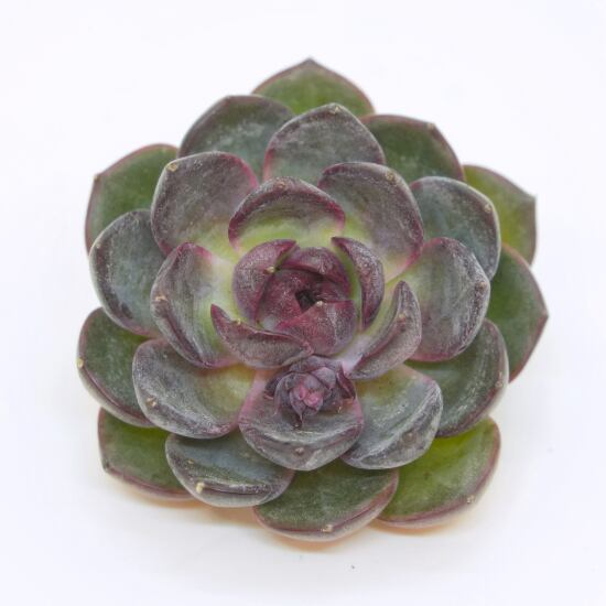 韓国苗 エケベリア ブルーベリー