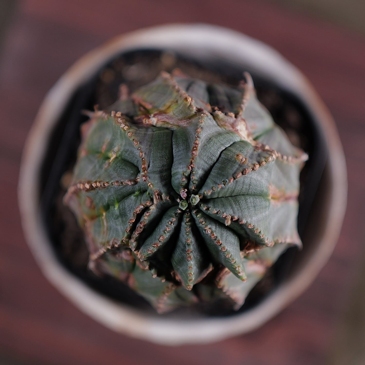 超厳選株】超大株 直径約7.7cm マウンテン 捻じれ オベサ