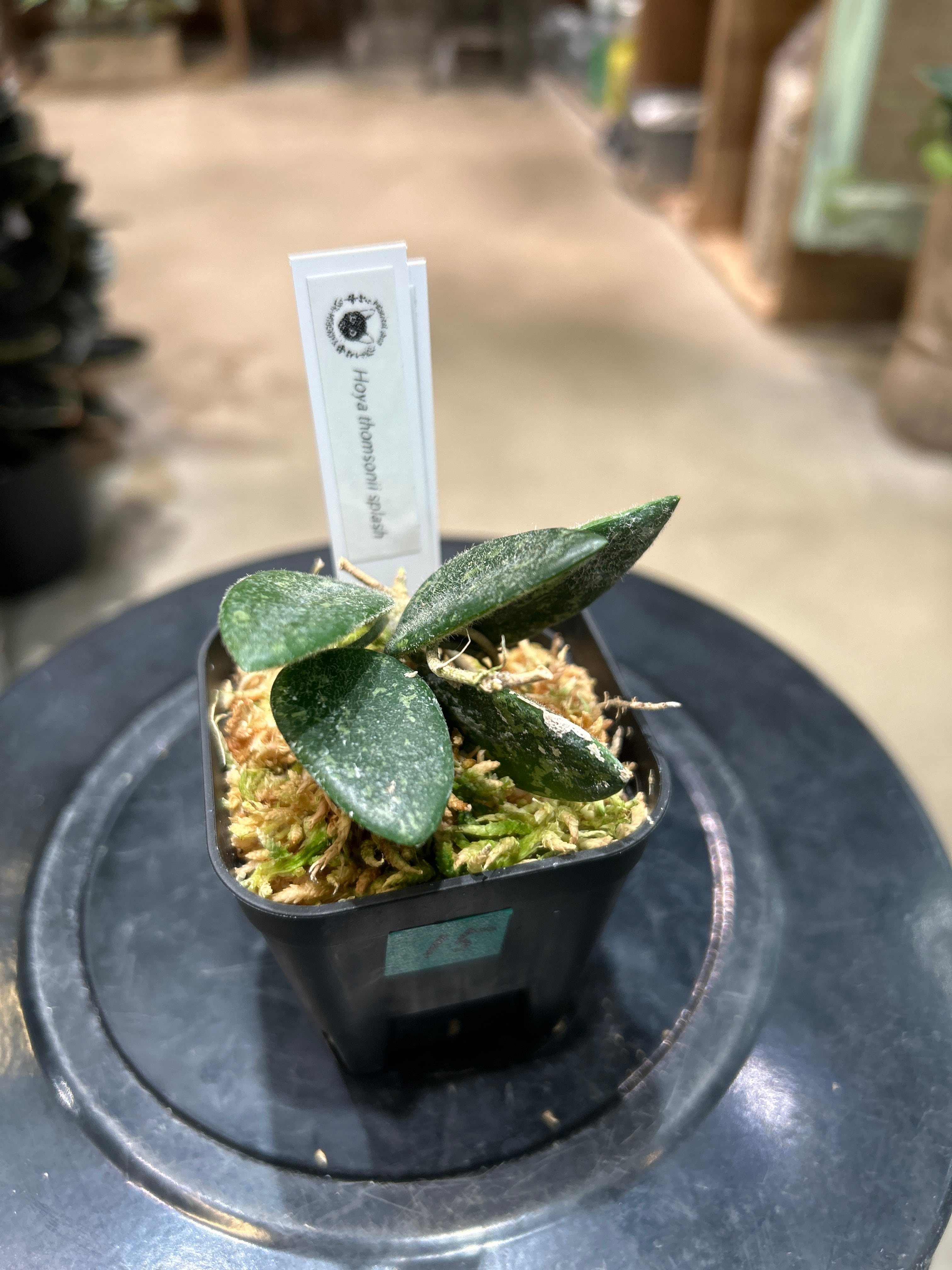 ALL ITEM | MIDORIYA 観葉植物専門店