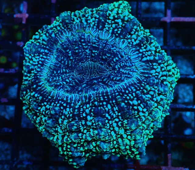Achanthophyllia Deshayesiana BlueGlitter 1