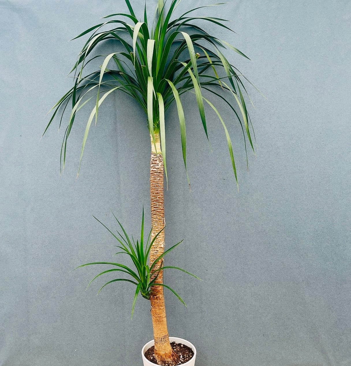 現品］4番 創樹 オリーブ ミッション 7号 観葉植物 ベランダ SOUJU