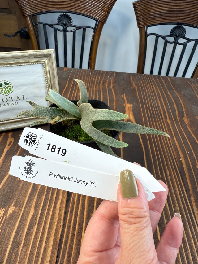 ★1819【しなやかに広がる優美な羽】ビカクシダ　ジェニー　TC　