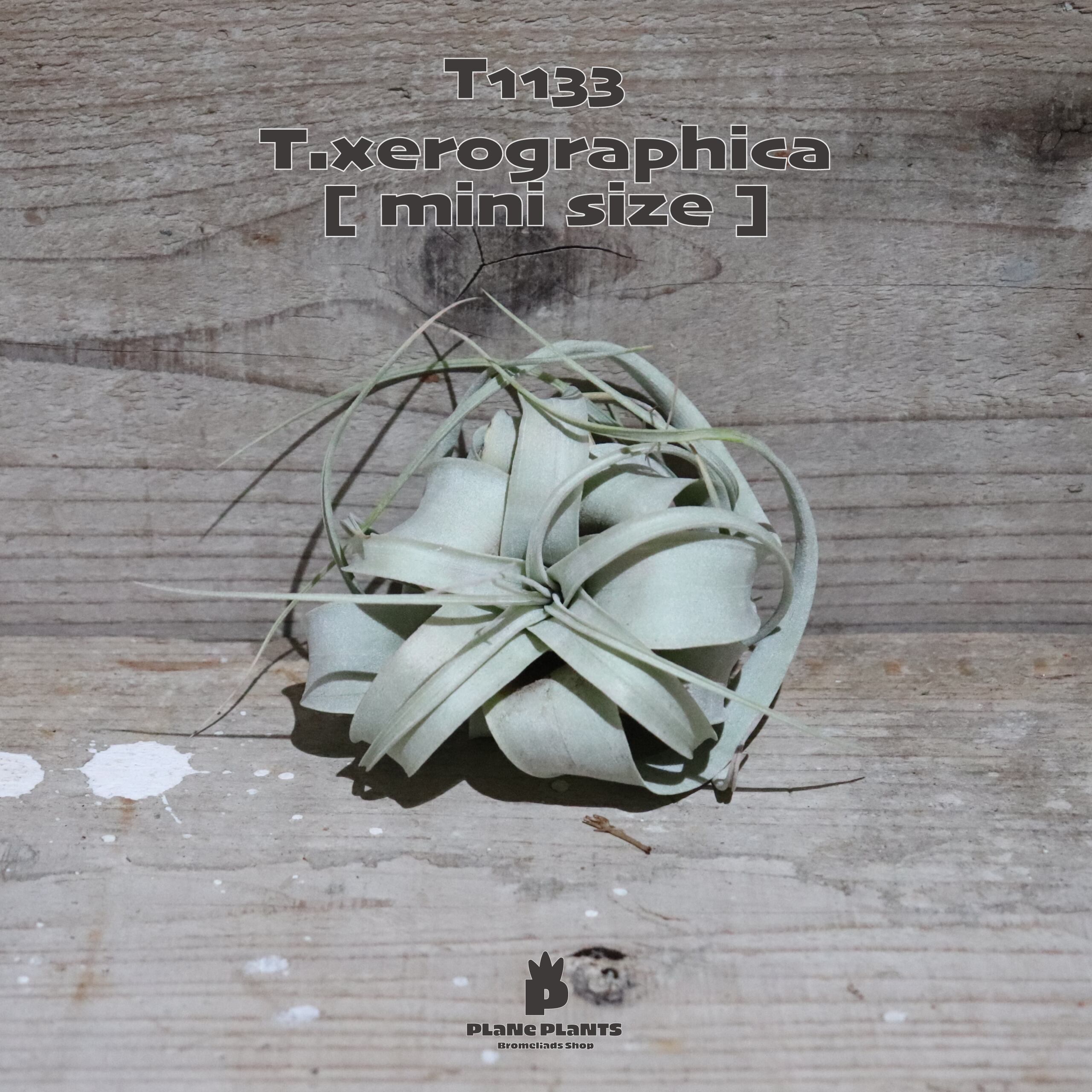 【送料無料】キセログラフィカ mini〔エアプランツ〕現品発送T1133
