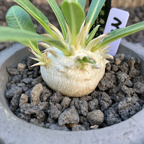 【現物発送】白花恵比寿笑い③