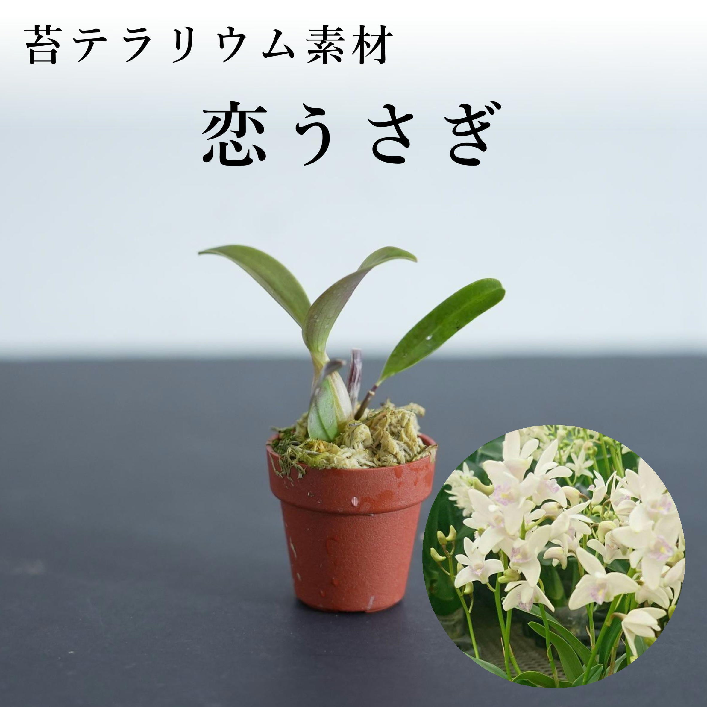 台湾ドラゴンアガベ産 アガベ チタノタ 麻花 agave Twist Dragon【台湾