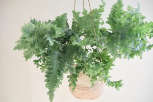 【S】フレポディウム ダバナ/Phlebodium Aureum Davana　※陶器ハンギングポット付き