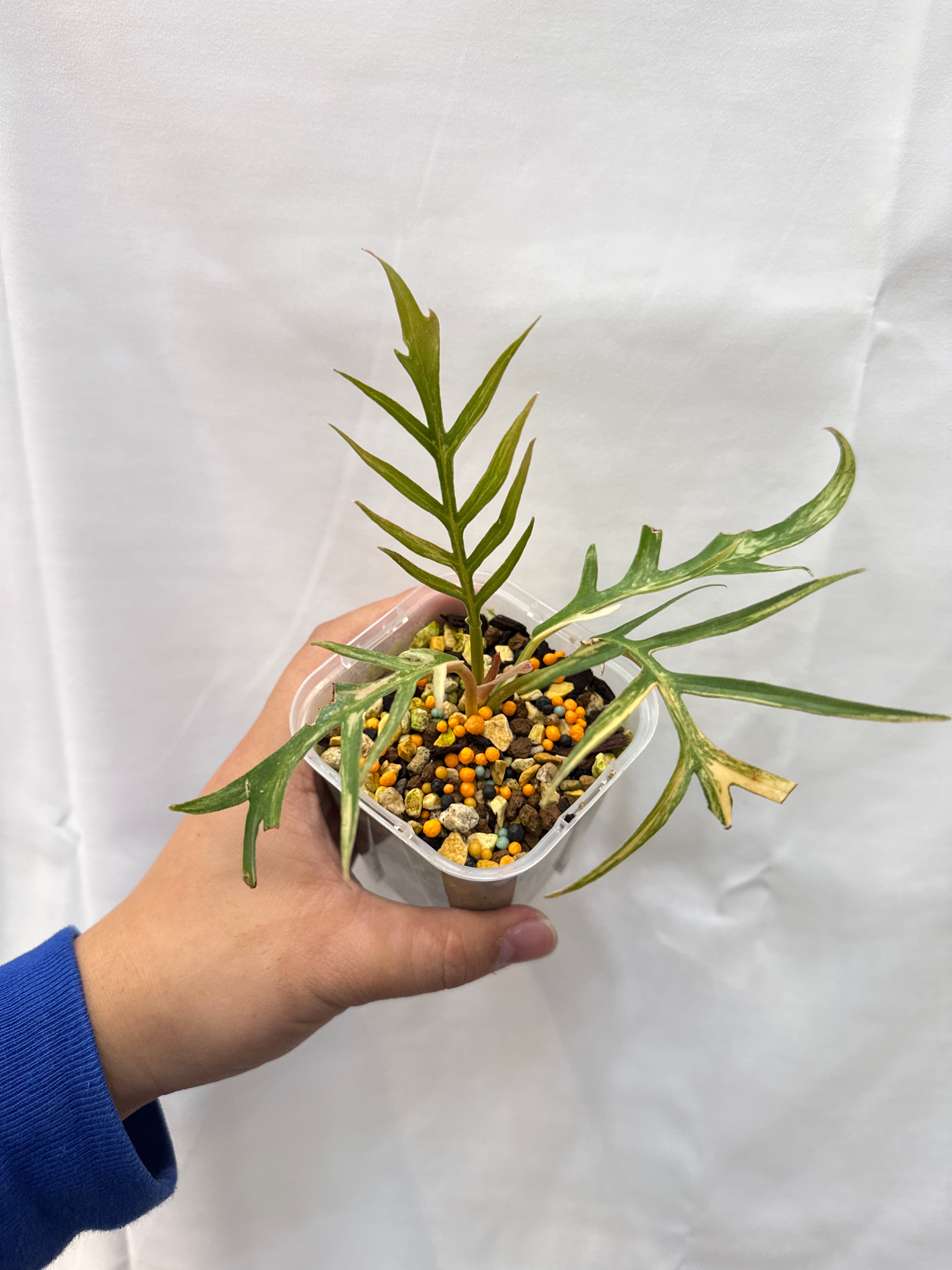 フィロデンドロン トータム斑入り | Gardenえん 【観葉熱帯植物】