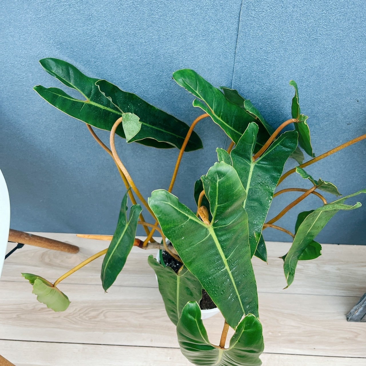 現品］【希少】40番 フィロデンドロン ビレッティア 7号 観葉植物 室内