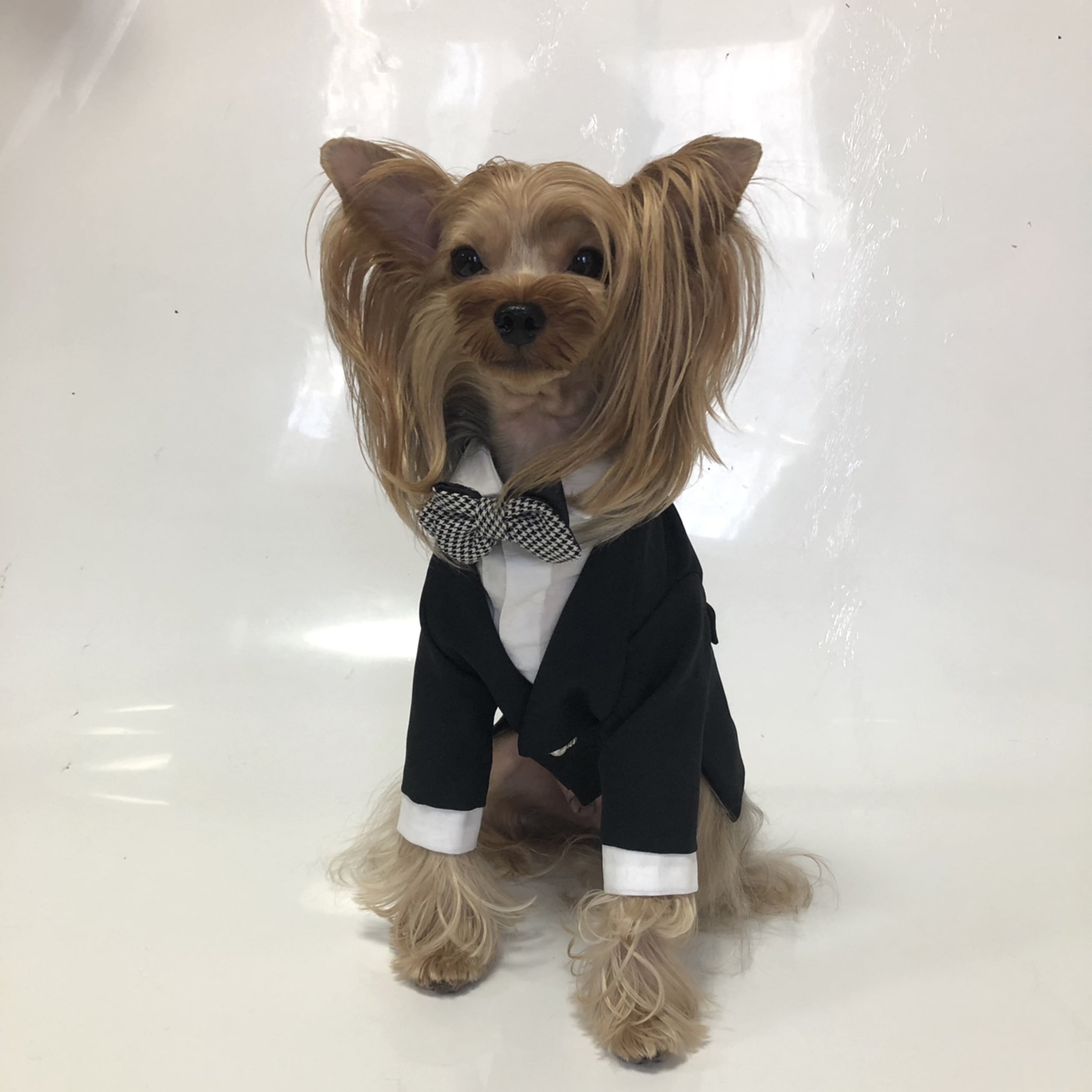 犬服オーダー 新タキシード Dogdress Ari Ra