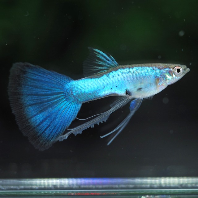 ラズリーブルーテールリボン　若魚1カルテット＋おまけ1カルテット