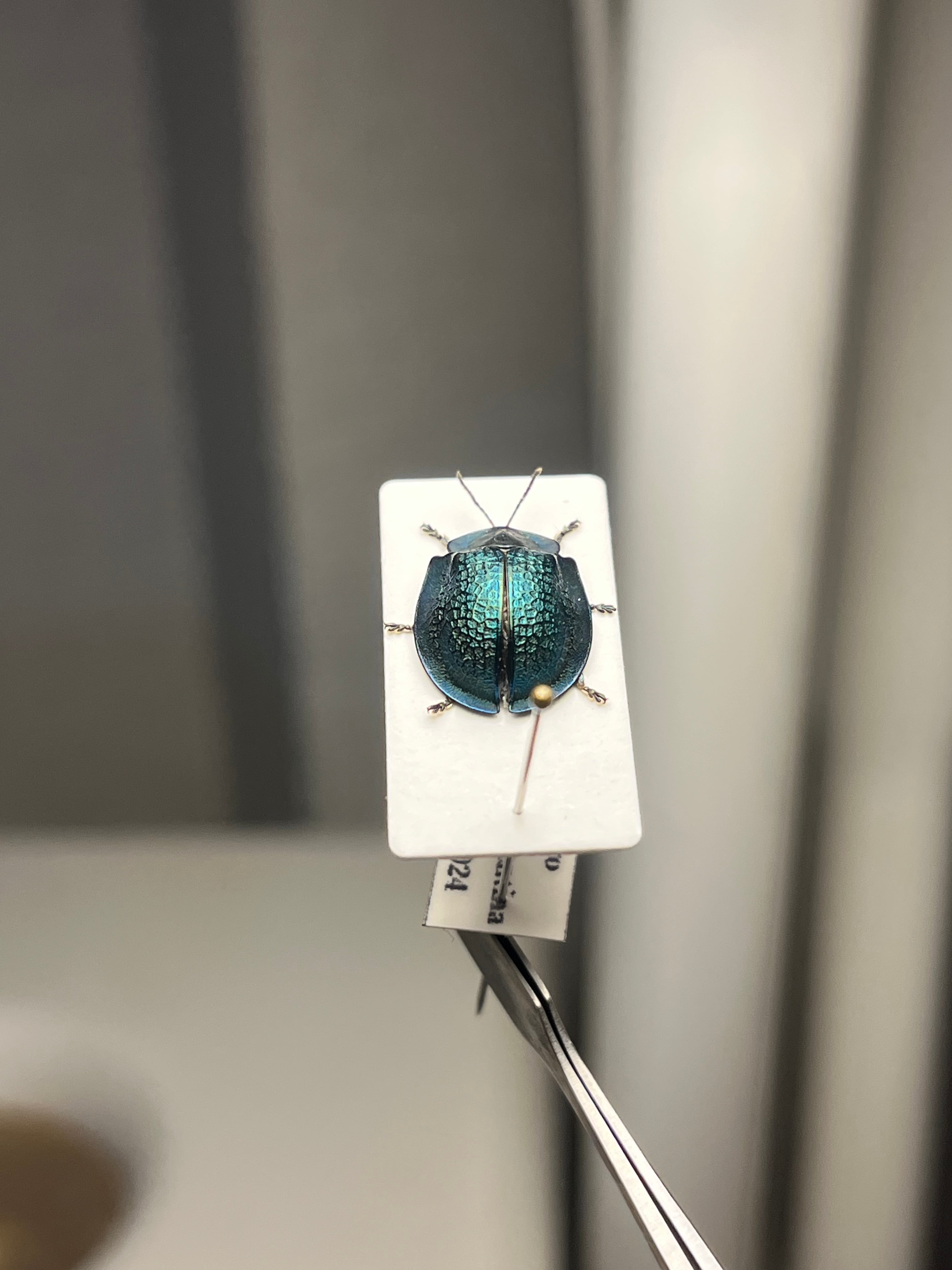 ブローチハムシ 甲虫タマムシスハンダエコガネムシオサムシカメムシ