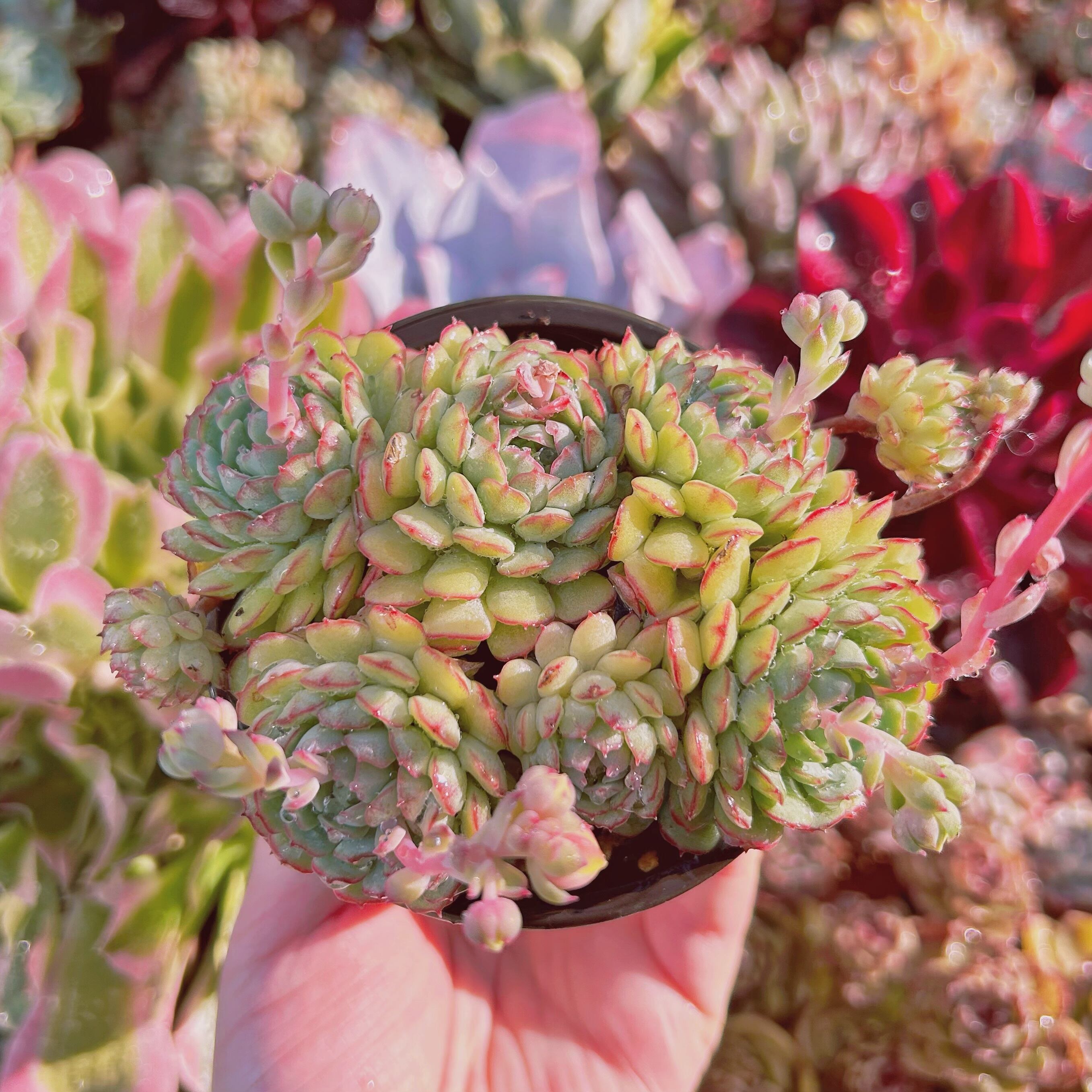 #068現物　多肉植物　Echeveria グロブローサx静夜