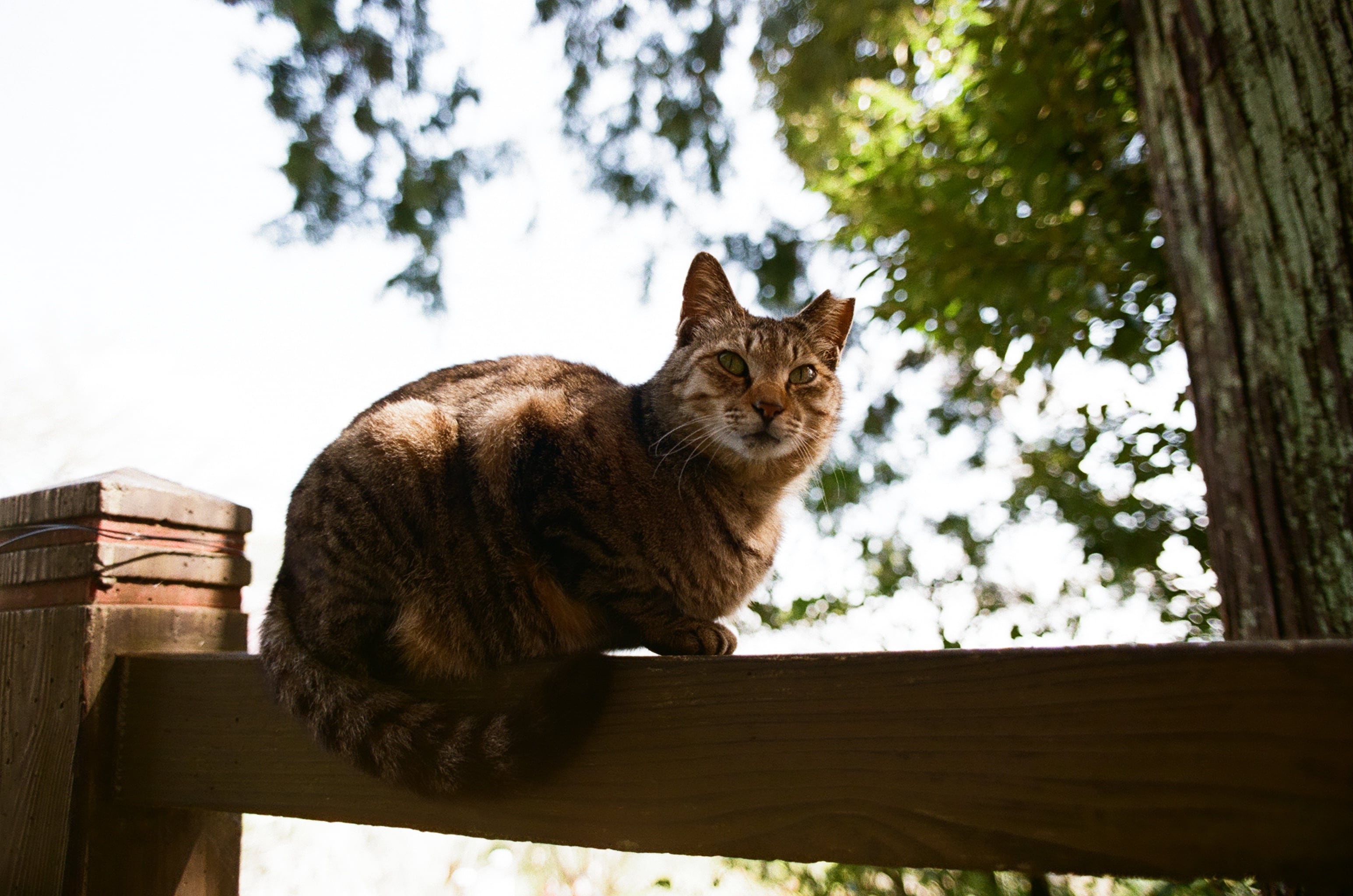 作例あり】【使用期限2026年1月まで／特別価格】FUJIFILM200 EXPO