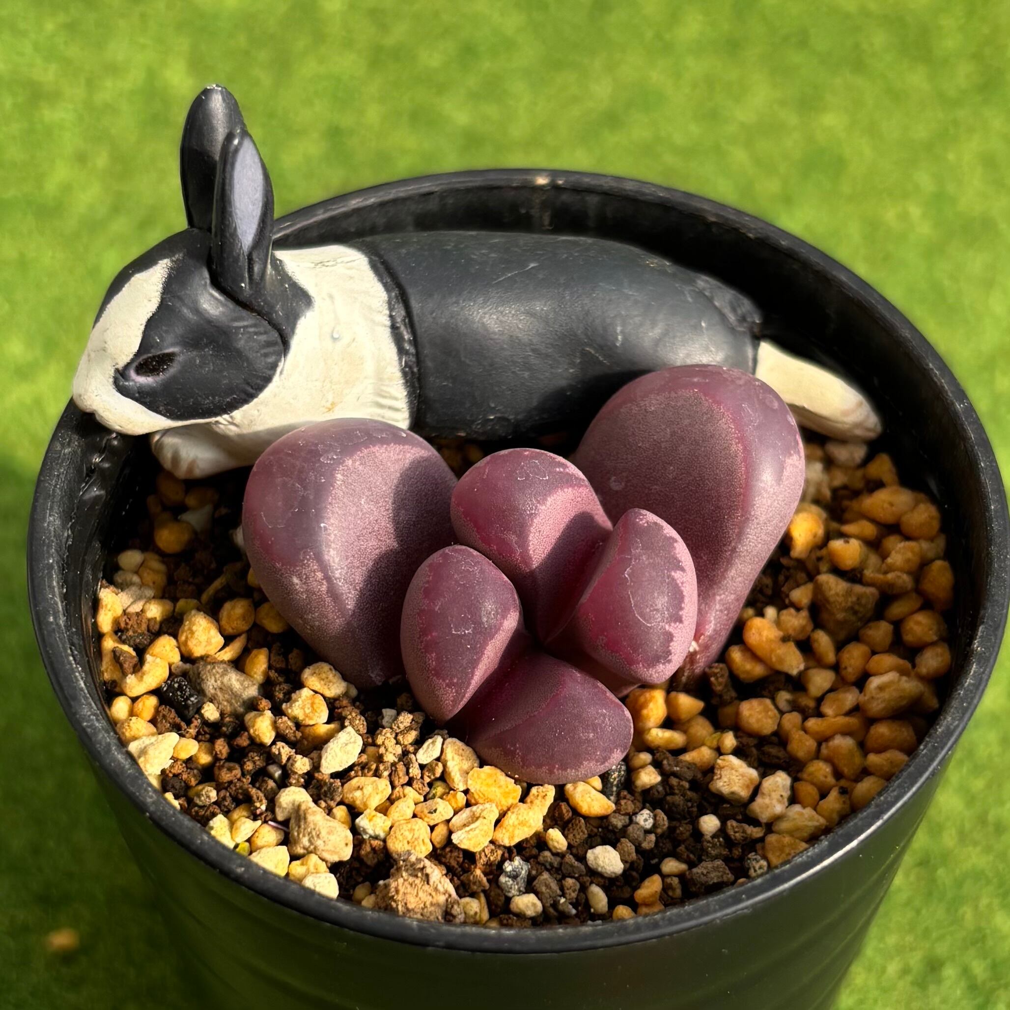 多肉植物 豆彦商店