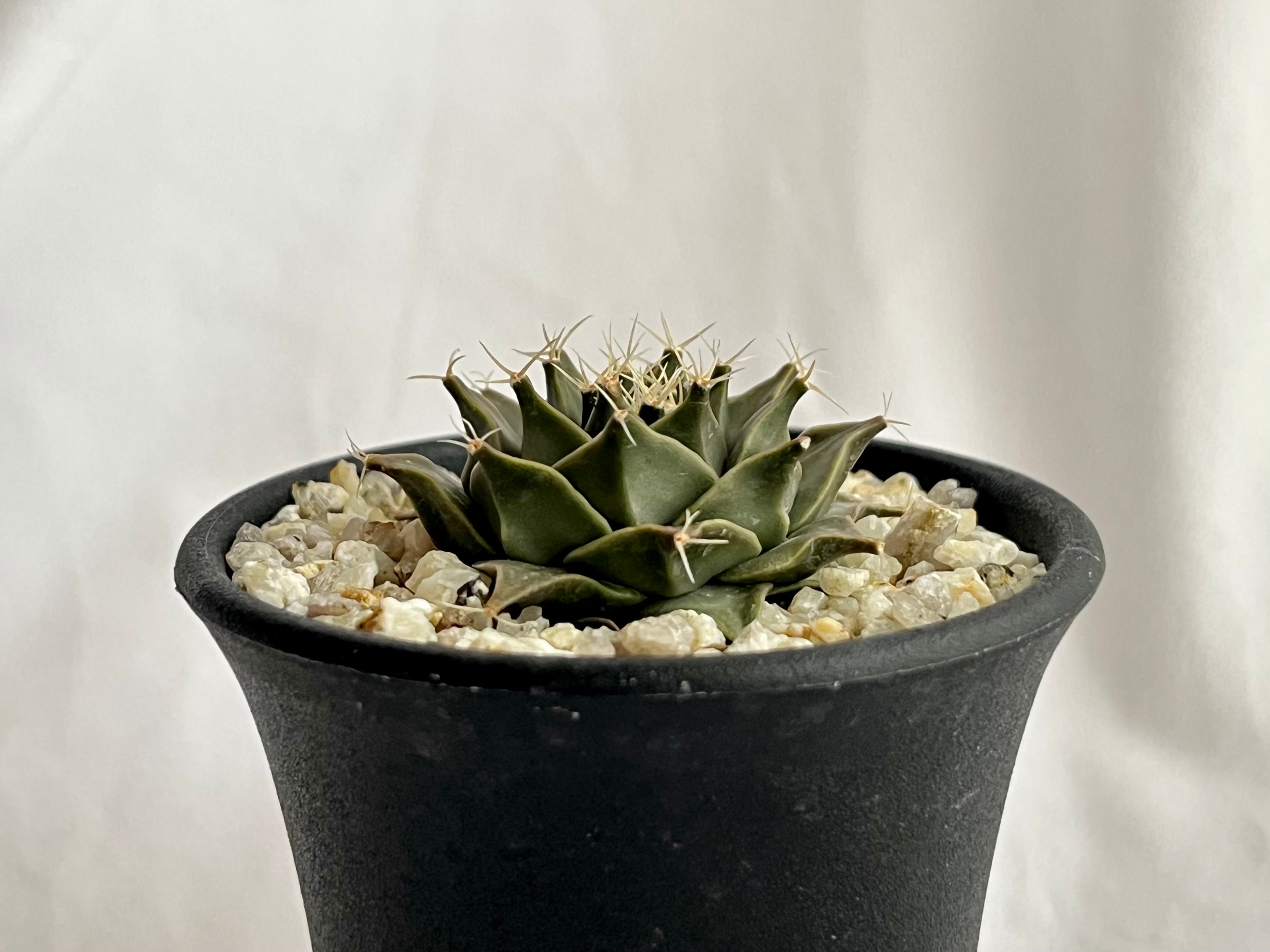 Obregonia オブレゴニア | plants MARU ーサボテン・多肉植物のお店ー