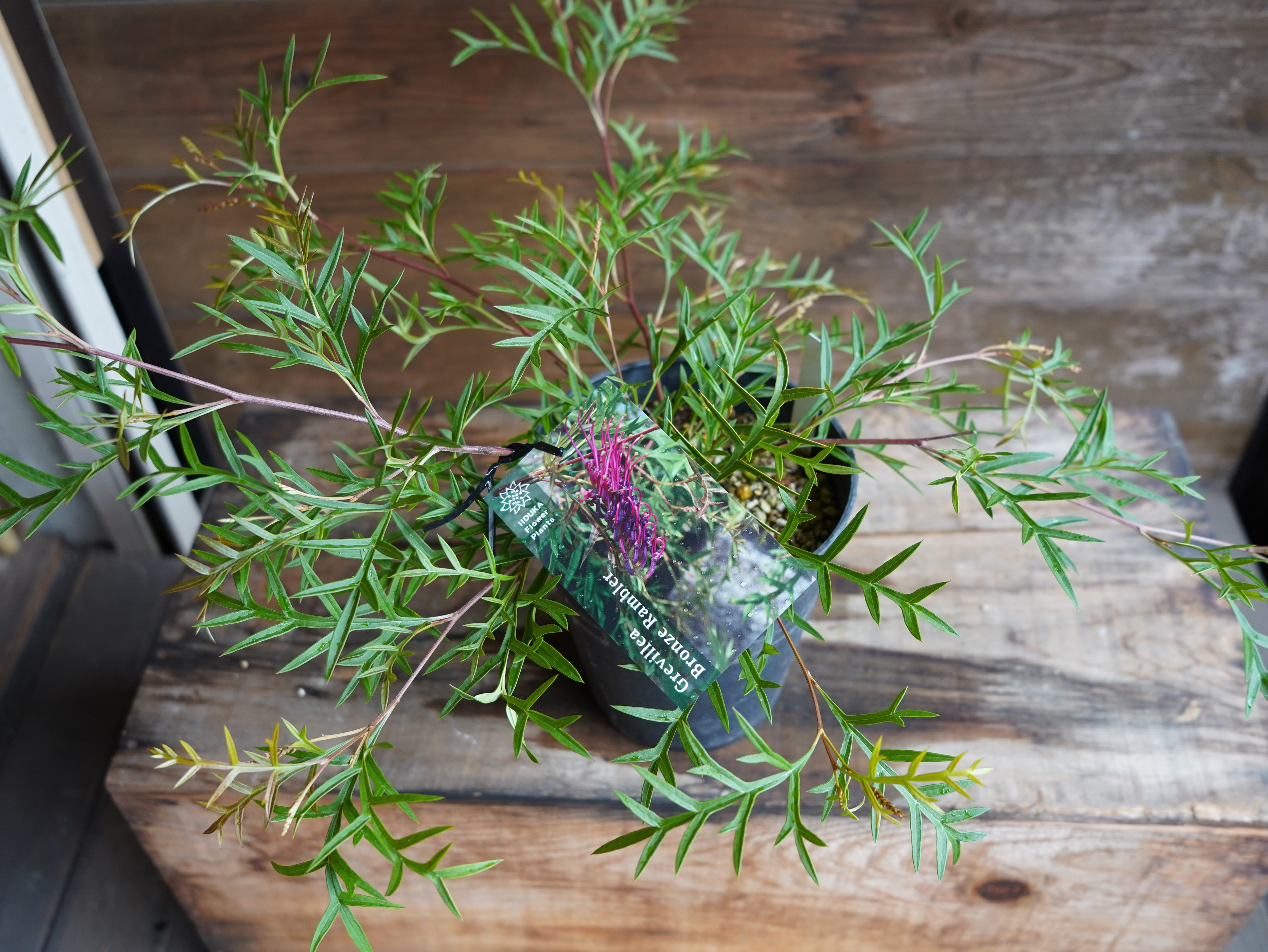 【現物】グレビレア　”ブロンズランバー”　A