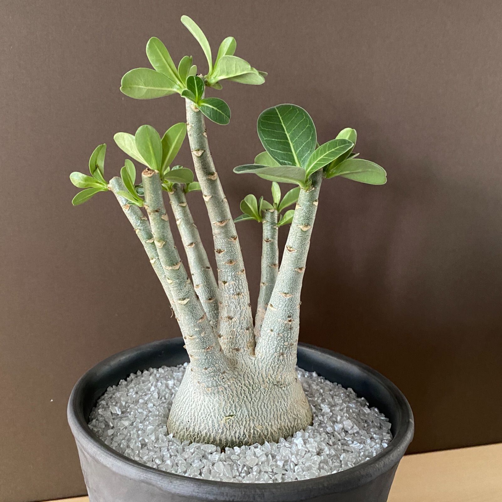 アデニウム アラビカム Adenium 6寸 陶器鉢 塊根植物 グレー