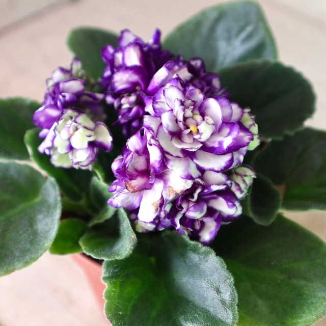 室内花の女王 セントポーリア グレース 八重咲き 鉢ごと Ouna S Flowers 室内花の女王 セントポーリア グレース 八重咲き 鉢ごと Ouna S Flowers