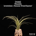 【reserved】lorentziana × flexuosa 'Grand Caymen'〔エアプランツ〕現品発送T5360