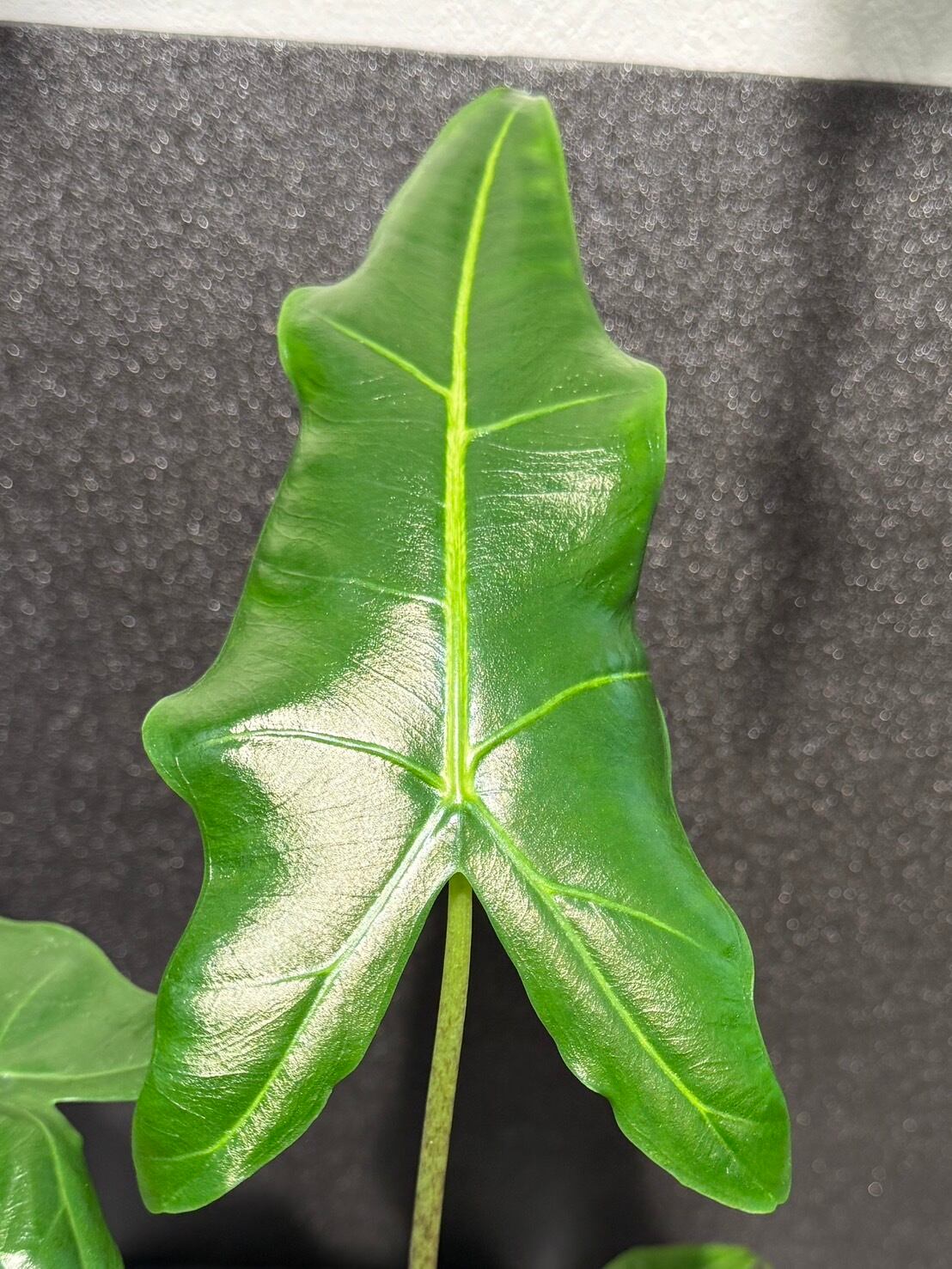アロカシア サリアン アルボ 斑入り Alocasia Sarian var. アロカシア サリアン アルボ 斑入り Alocasia Sarian var