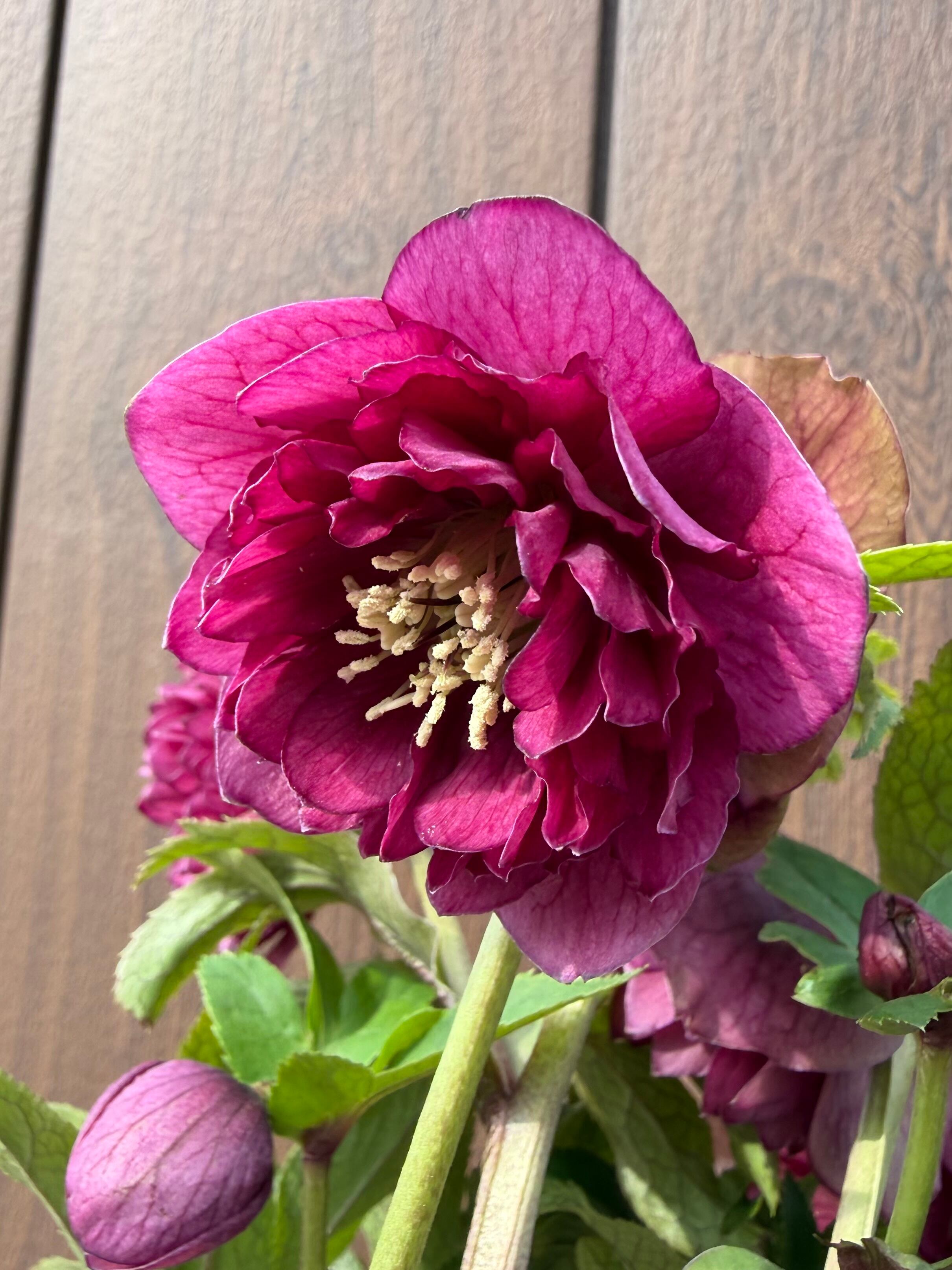 グロッシー☆シャガール 加藤農園 クリスマスローズ【Ka11】送料無料